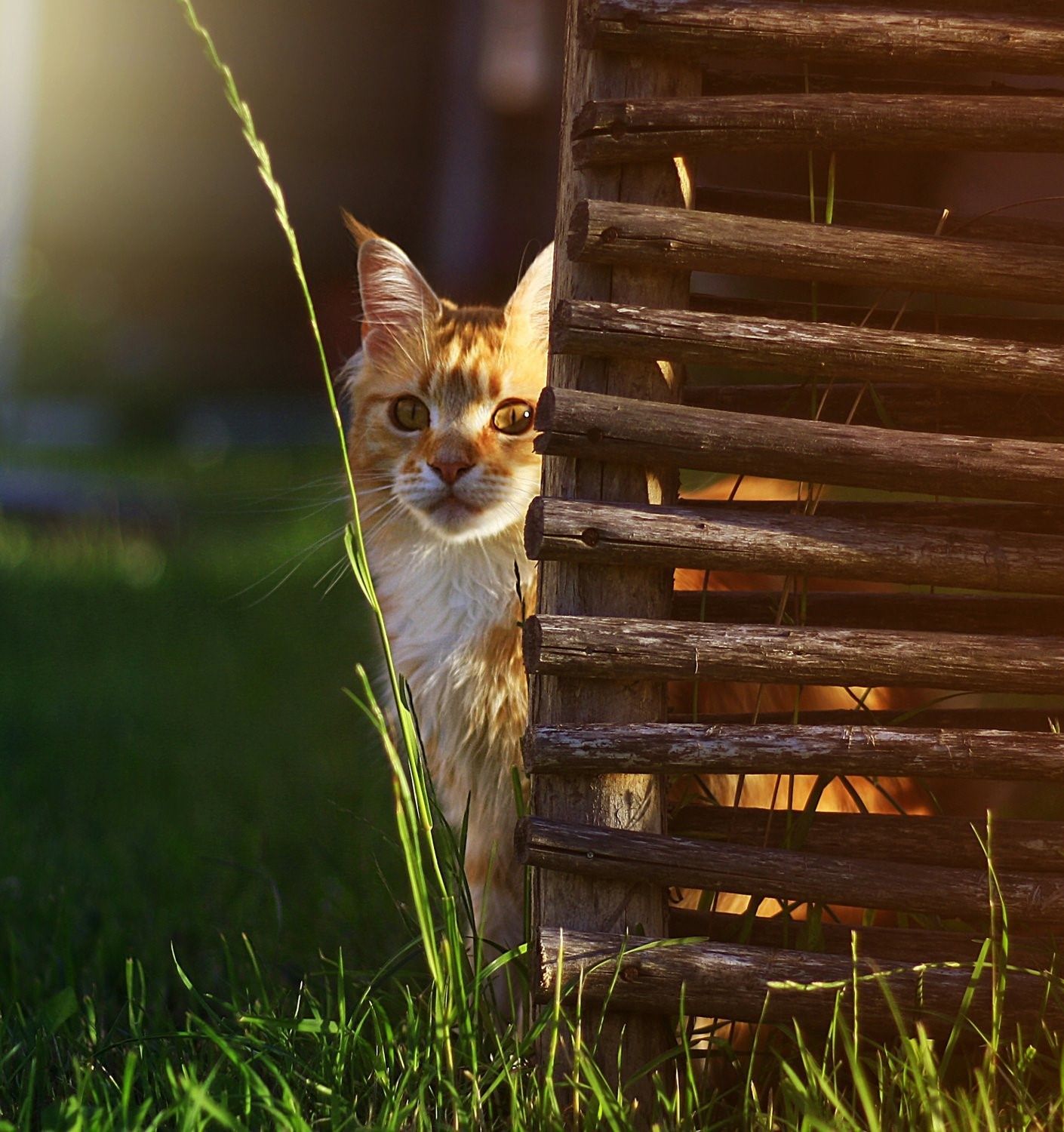 Котик в деревне фото