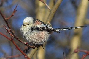 Маленькая серенькая птичка с длинным хвостиком