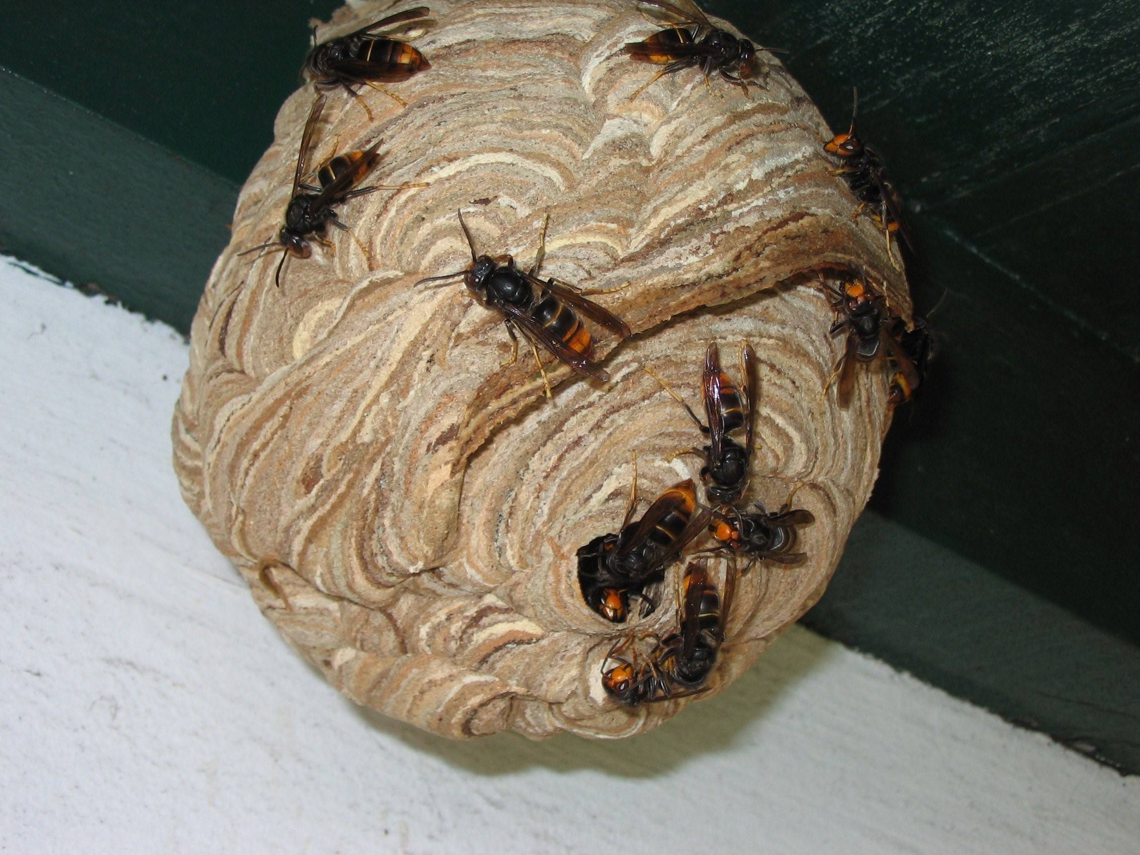 Фото гнезда шершней