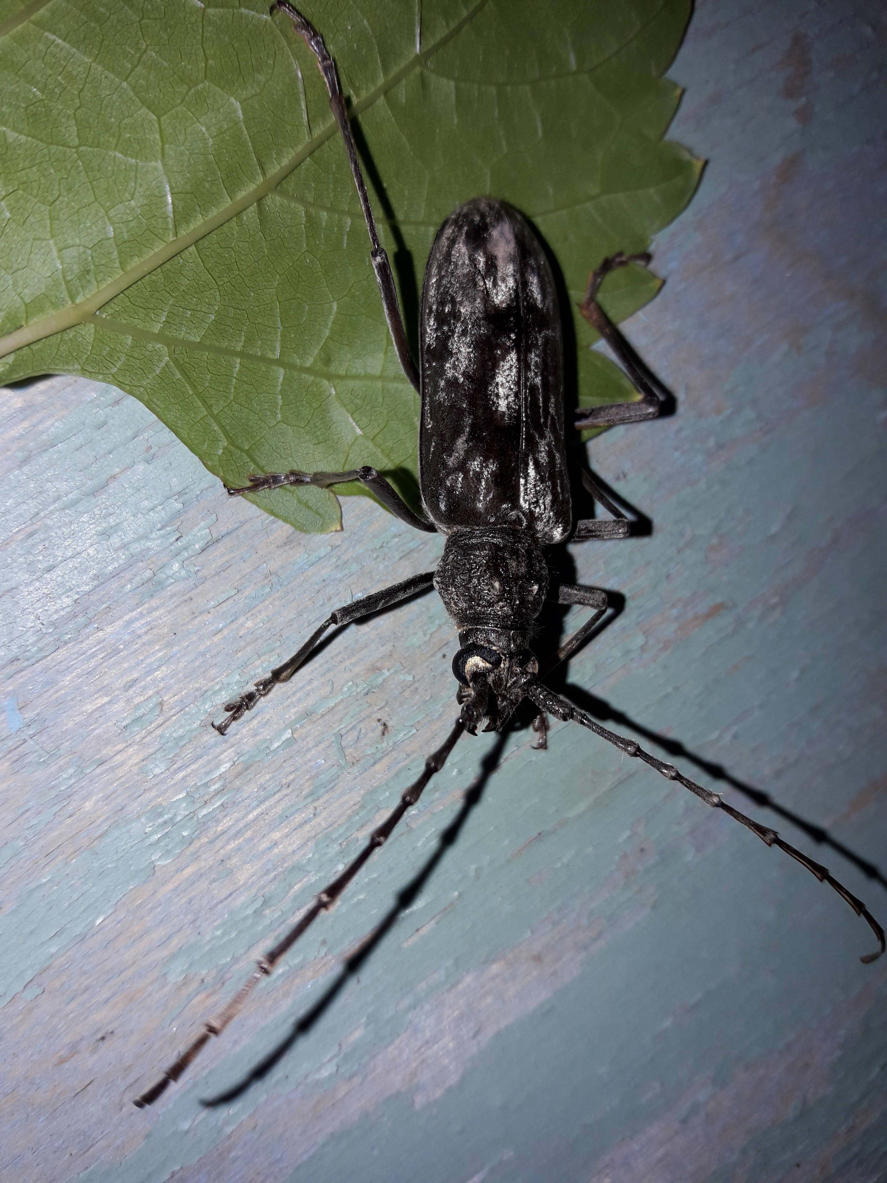 Черное насекомое похожее. Черные жуки сверчки. Жук большой черный с усами. Черный Жук с длинными усами. Жук сверчок с длинными усами.