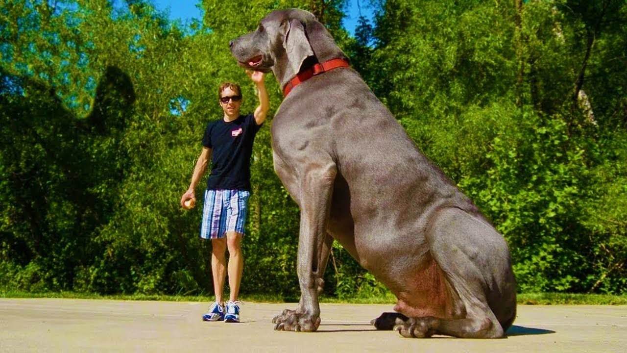 самый большой пес фото