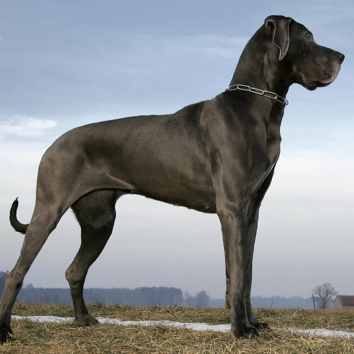 Самая высокая порода собак в мире фото и название