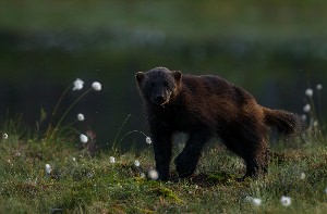 Росомаха в Республике Коми