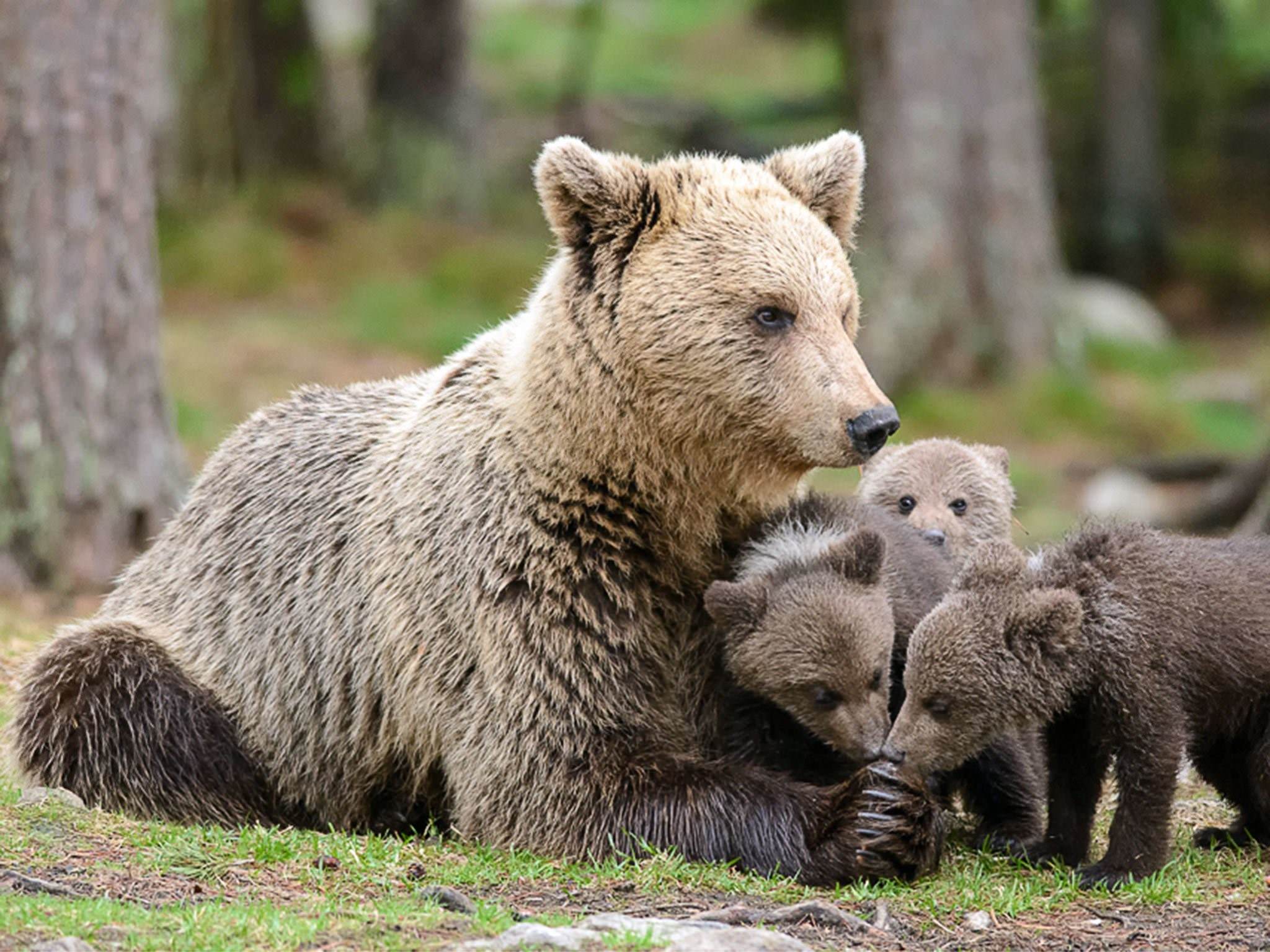 Забота о детенышах. Бурый медведь с медвежатами. Бурая Медведица с медвежатами. Медведь с медвежонком. Медведица с медвежатами фото.