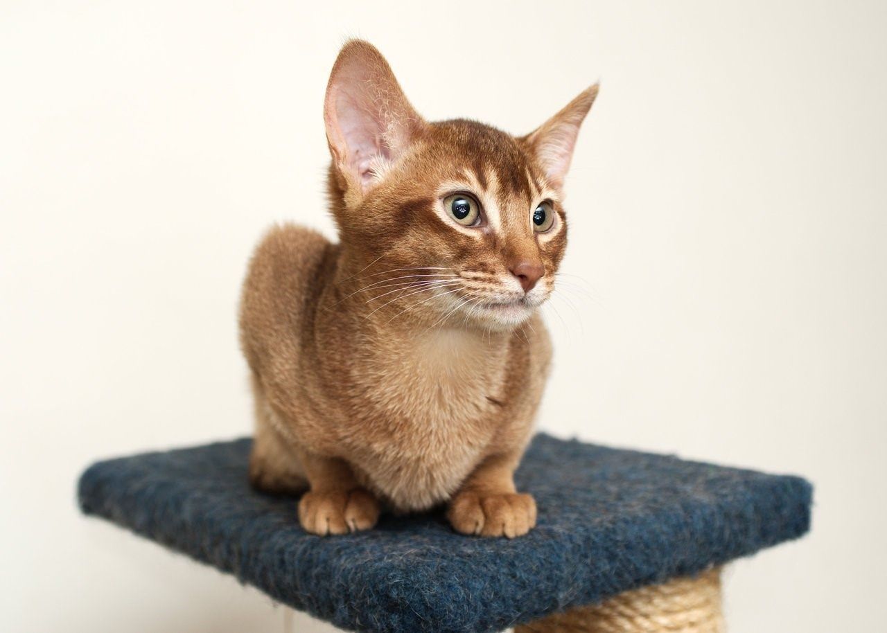 Абиссинская кошка фото характер и описание породы фото