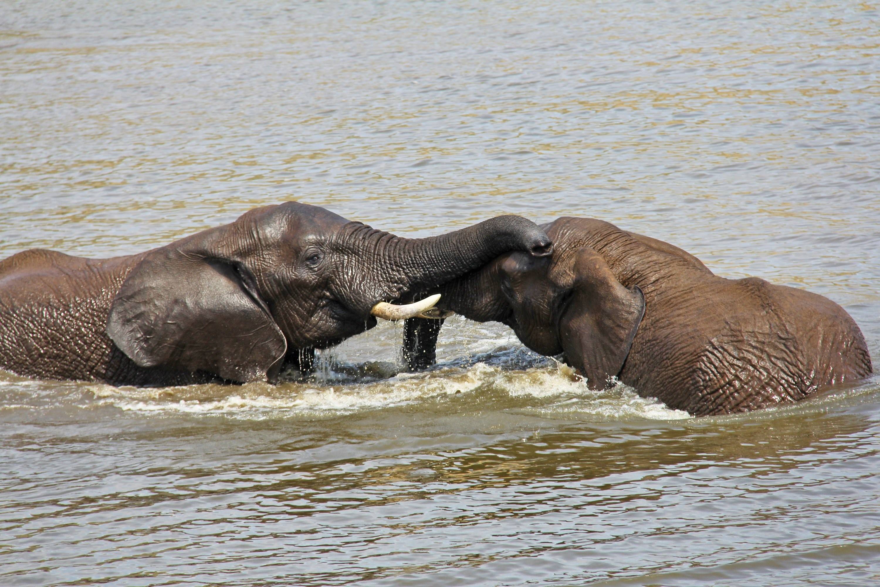 Слон купается. Слон. Слоны в воде. Африканские слоны купаются. Слон плавает.