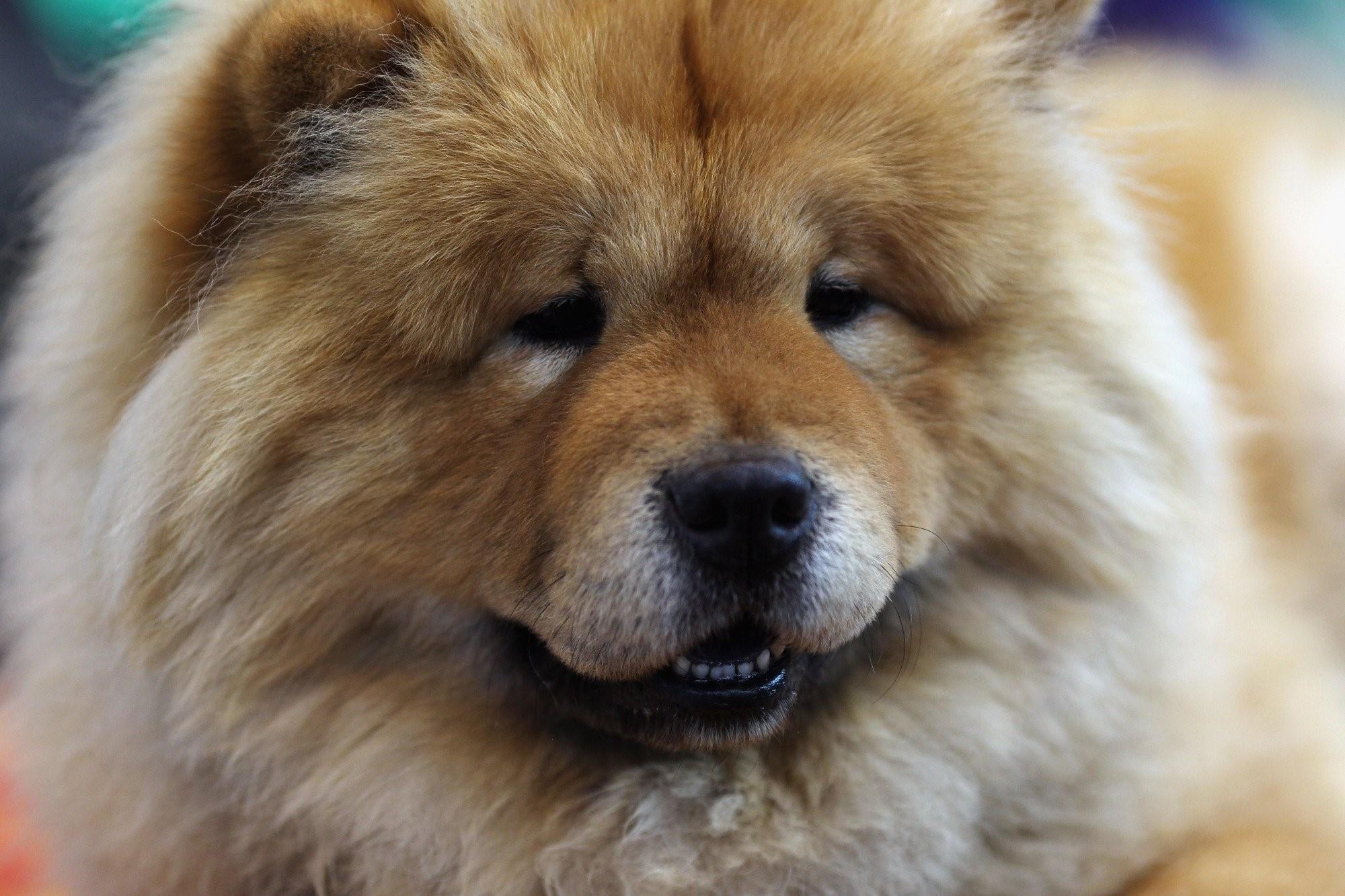Порода собак с фиолетовым языком фото