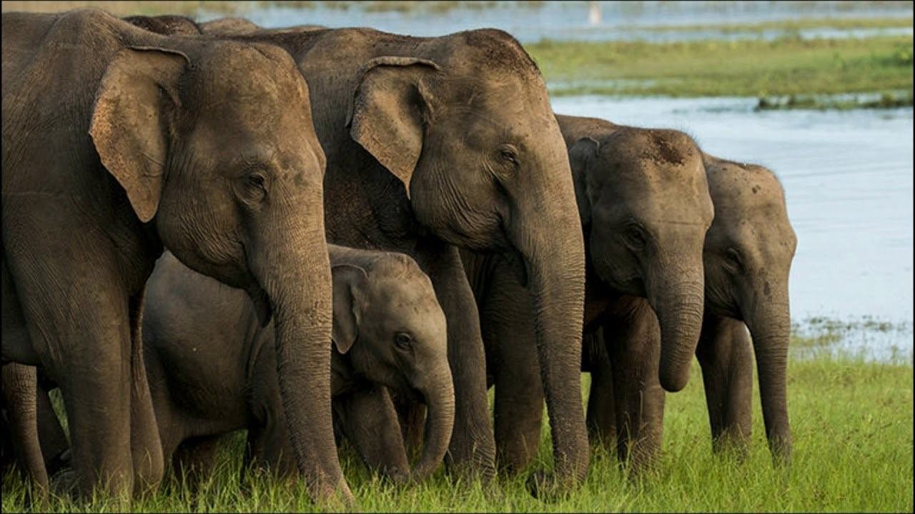 Стадо слонов. Популяция слонов. Стая слонов. Слоны фото.