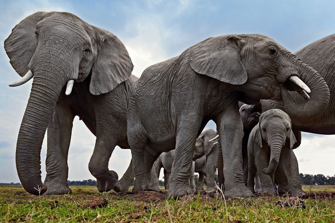 Слон есть мясо. Слоны. Слон фото. Слоны фото. Красивый слон.