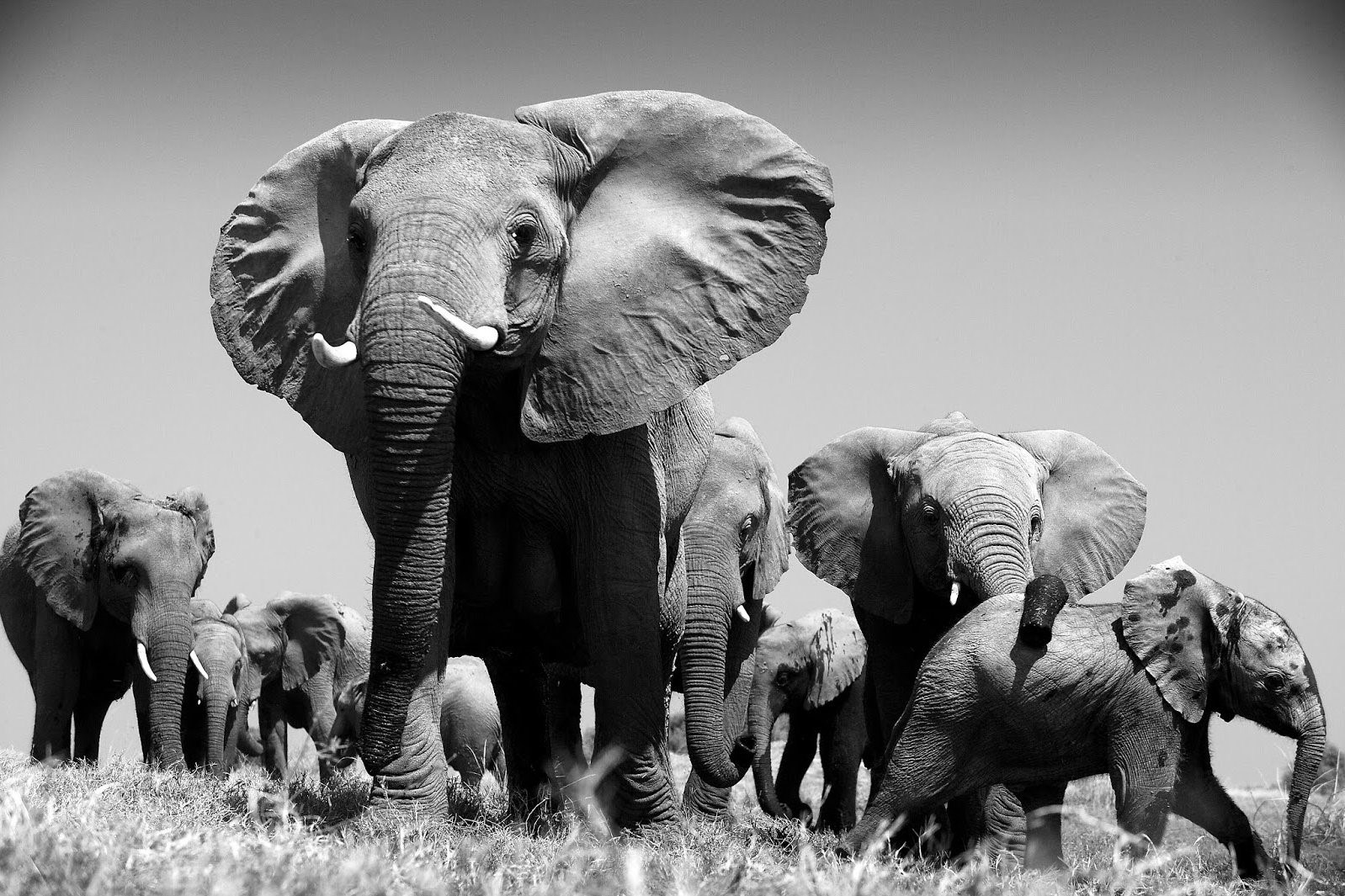 Африканские животные. Дикие животные Африки. Слоны. Африканский слон. Слон группа организмов