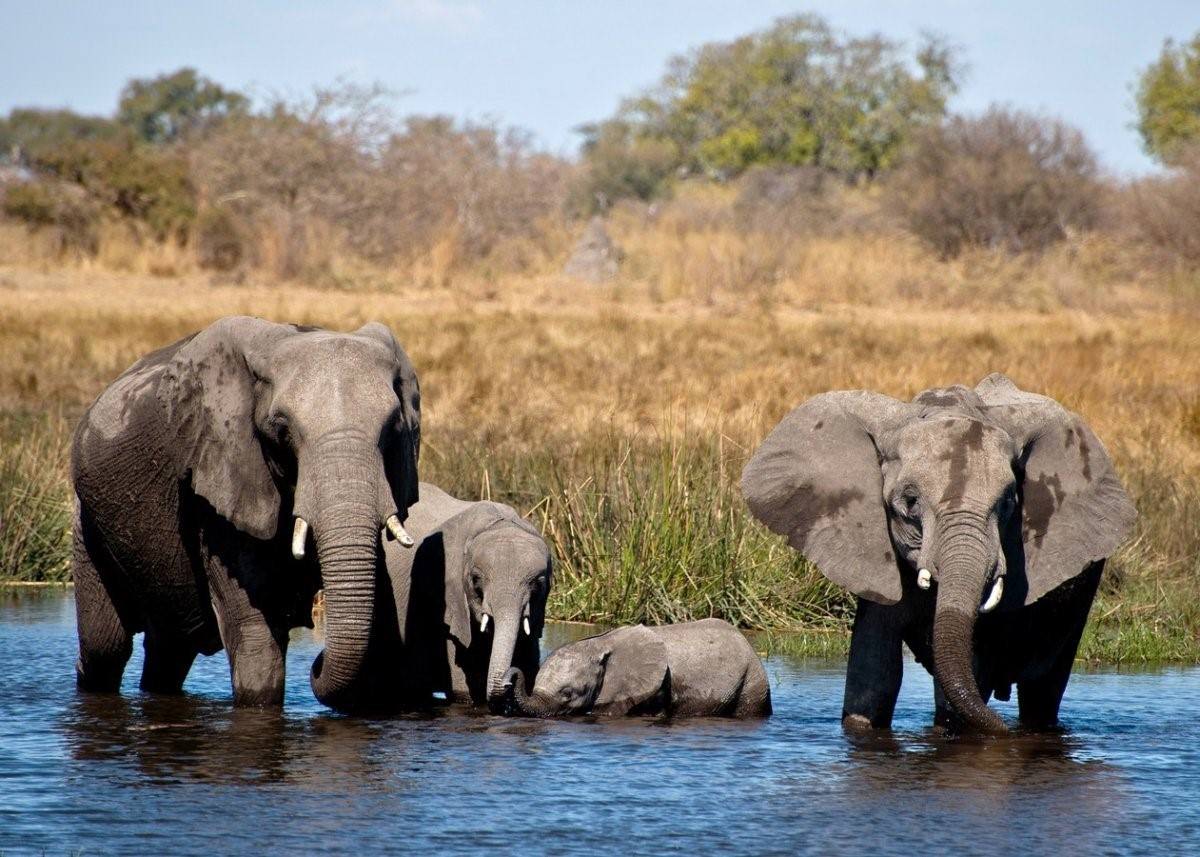 Слон пьющий воду. Слон на водопое. Семья слонов. Слоны на водопое. Африканский слон.