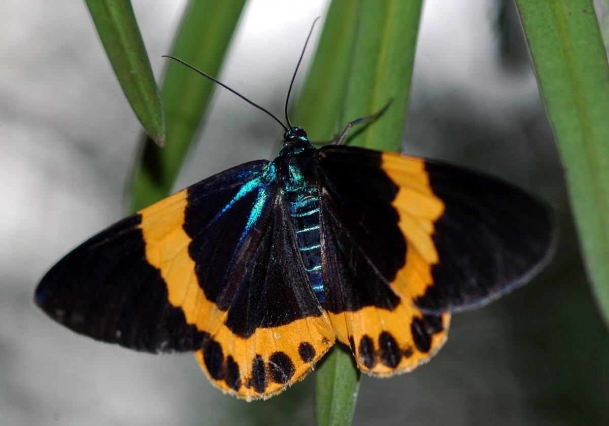 Бабочка черно оранжевая. Железногорский район желто черная бабочка. Бражник бабочка чёрно жёлтый. Медведица подорожниковая бабочка. Желто черная бабочка Махаон.