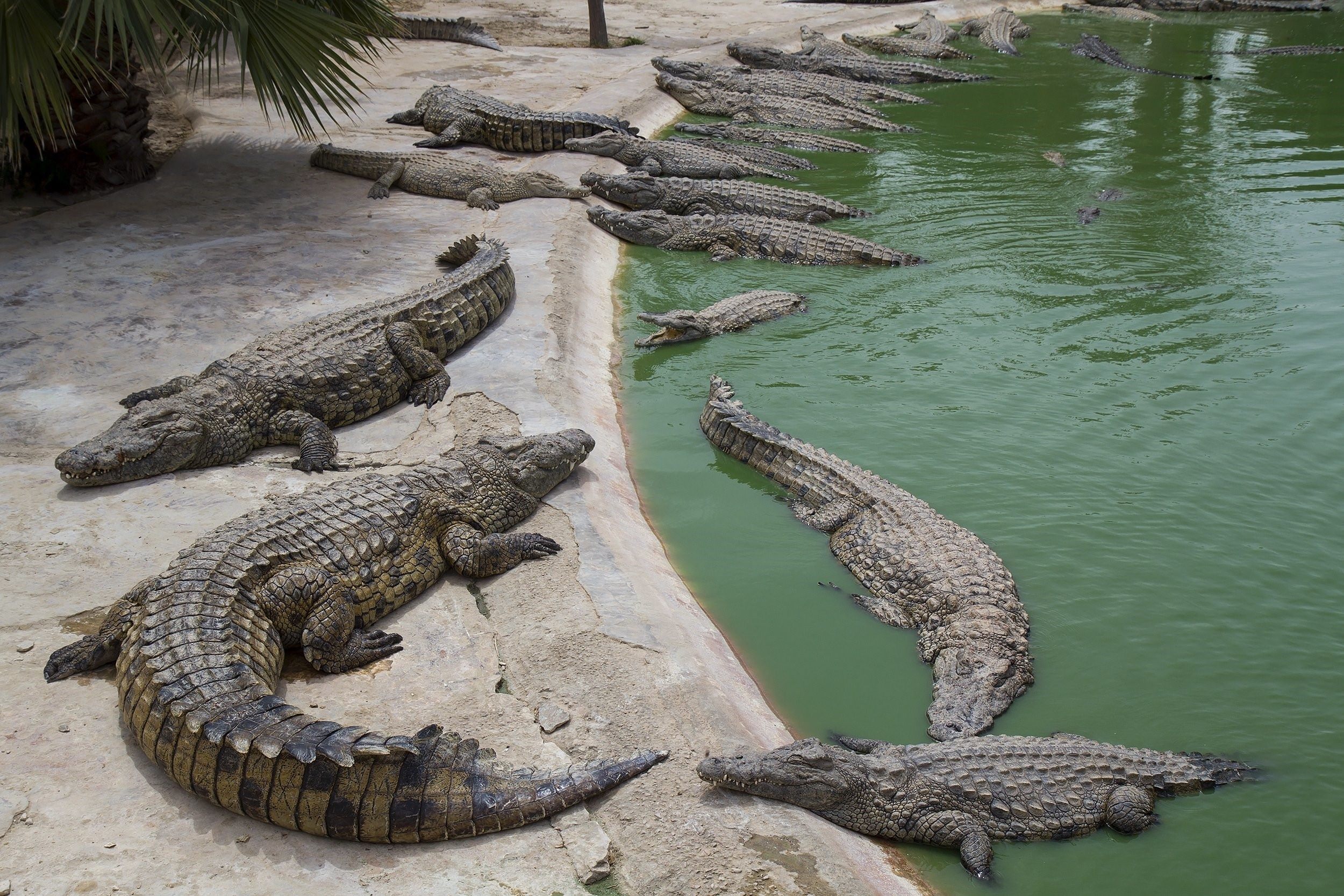 крокодиловая ферма тайланд