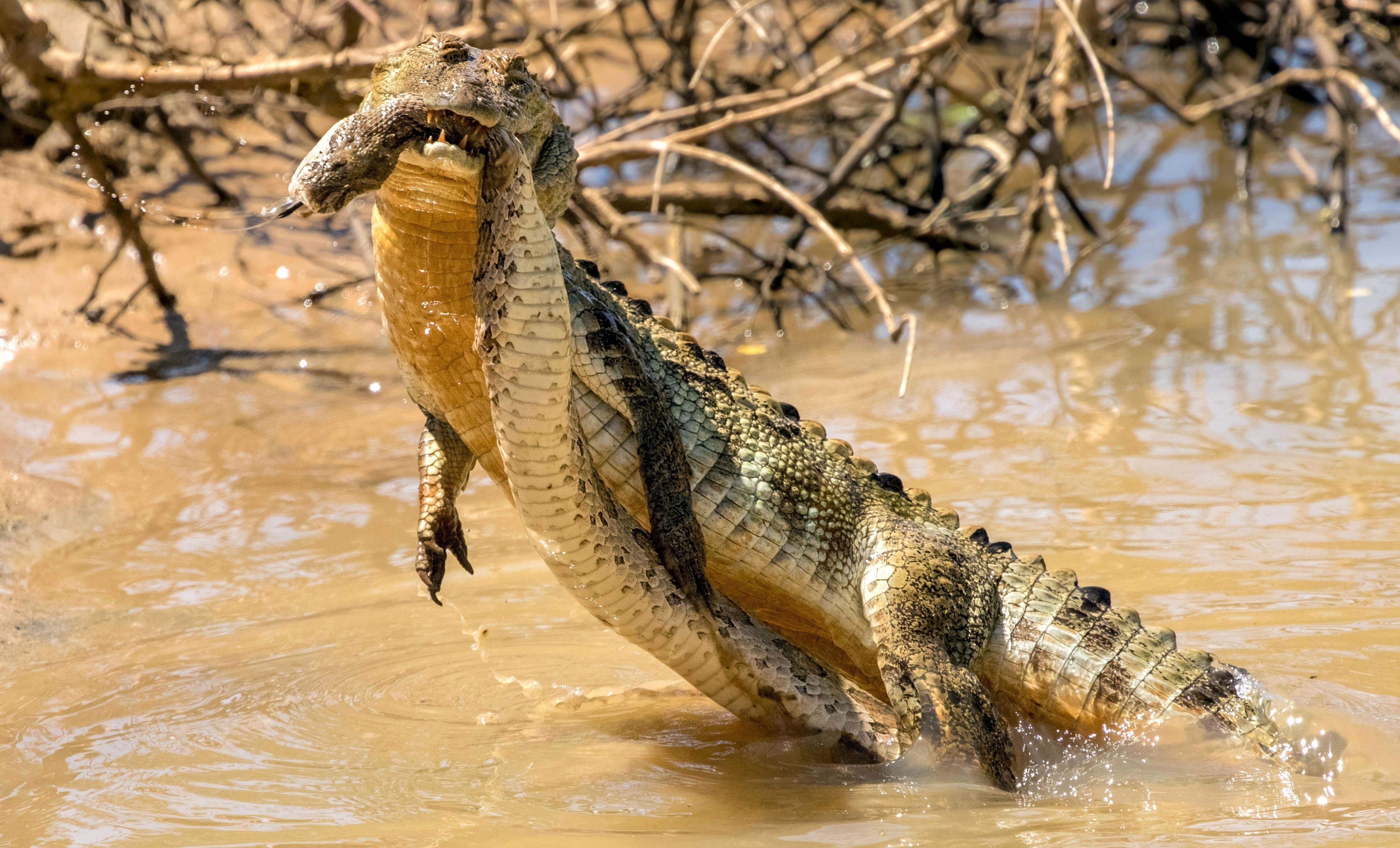Крокодилы едят змей. Гребнистый крокодил Шри Ланка. Нильский Варан. Нильский крокодил. Остров Рамри крокодилы.