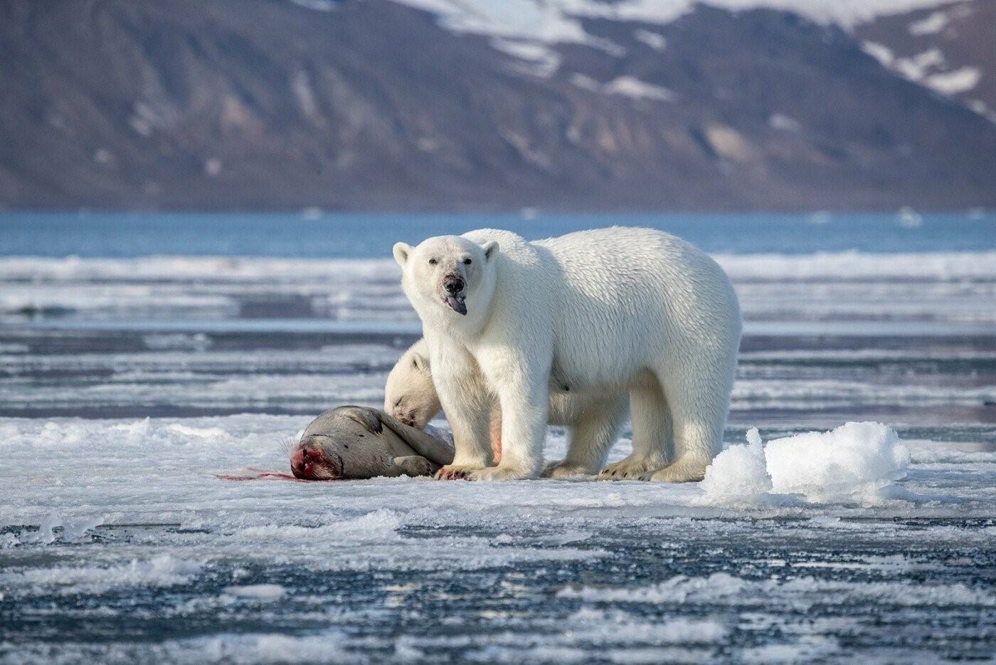 Арктика жизнь белого медведя. Белые медведи во льдах Северного Ледовитого океана. Белый медведь в арктической пустыне. Белые медведи в Арктике. Арктические пустыни белый медведь.