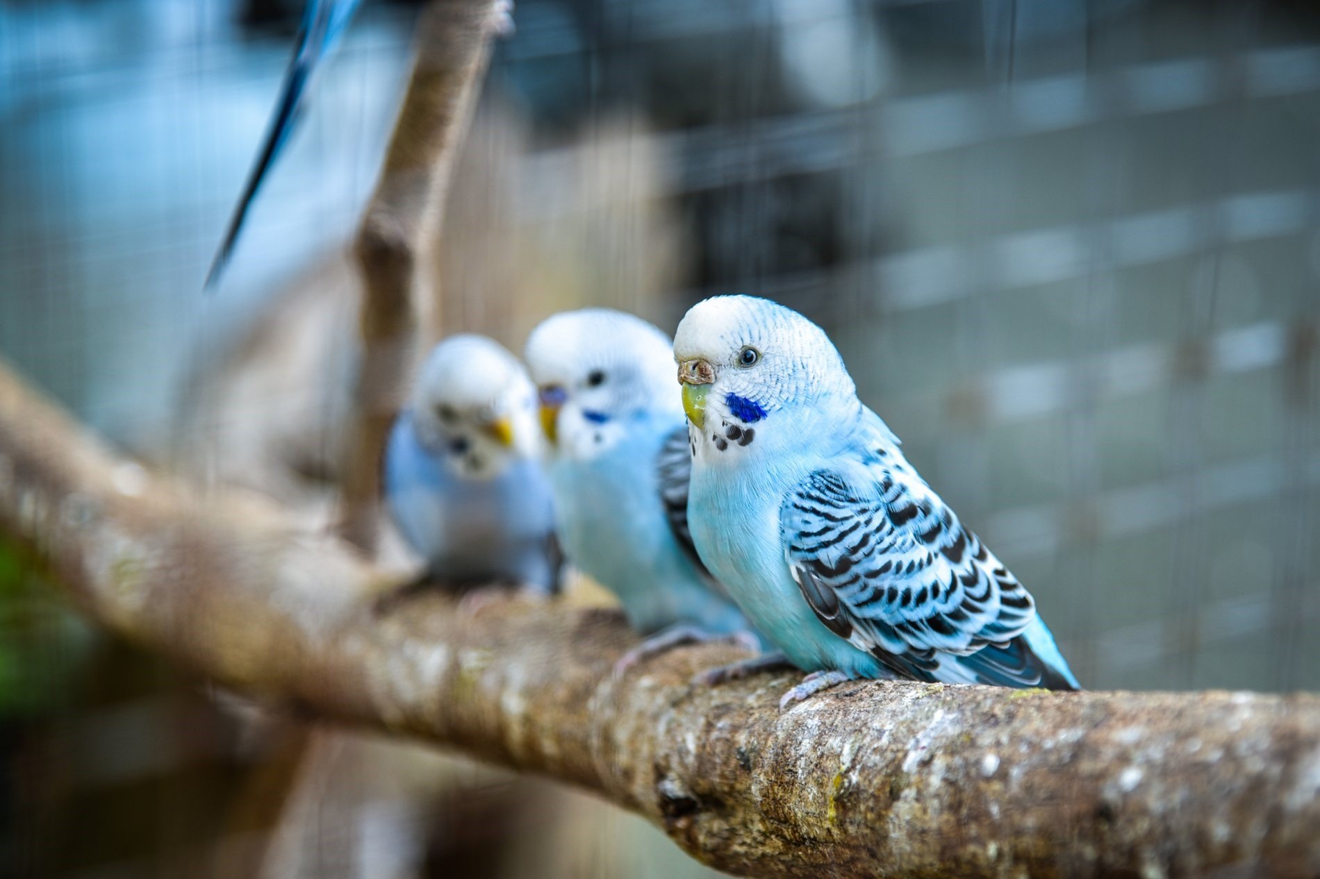 Попугаи разговоры слушать. Имя самки попугая.