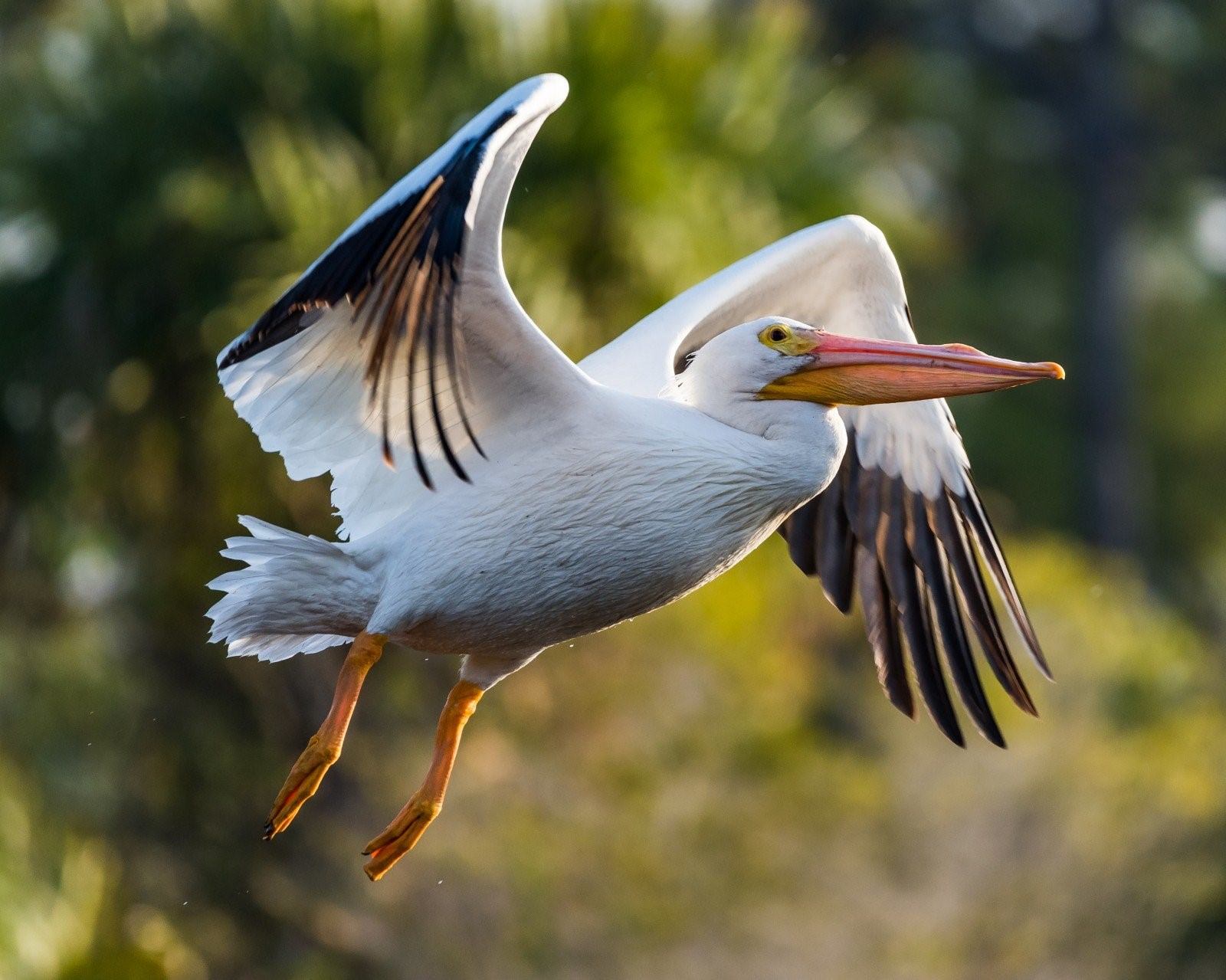 Птицы Австралии. Цапля и Пеликан. Денежный Пеликан. Морские птицы во Флориде.