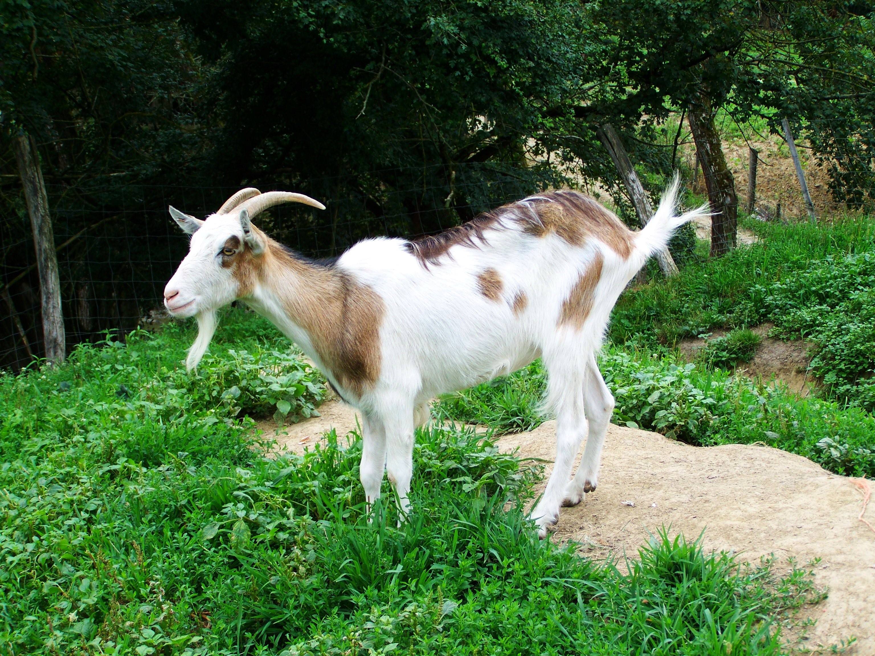 Goat com. Мегрельская коза. Коза домашняя. Коза Гиргентана. Индийские козы.
