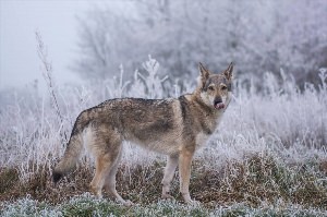 Помесь волка и собаки