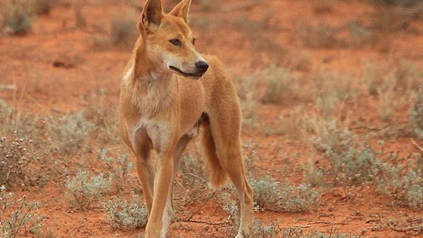 дикие собаки динго в австралии