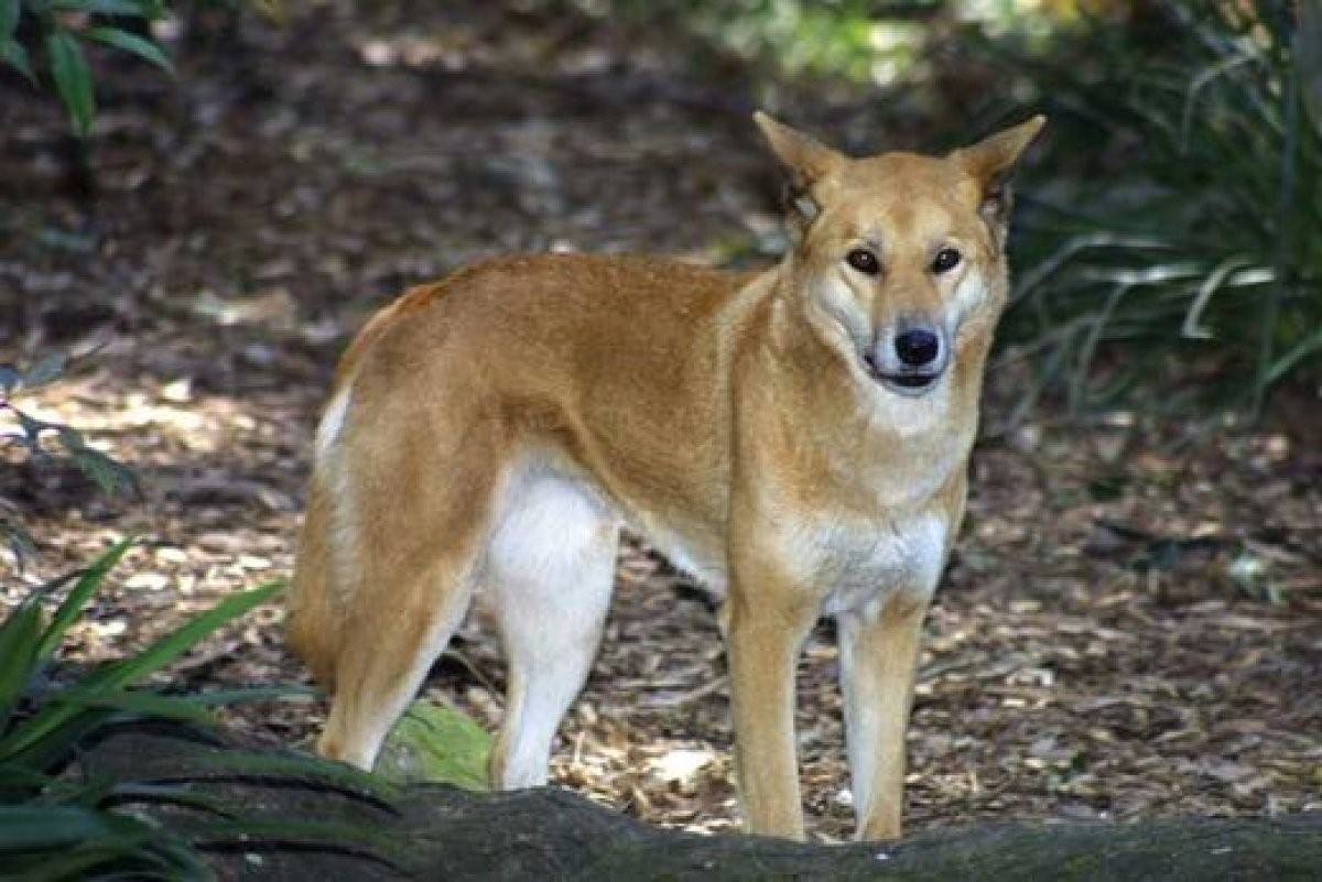 Дикая собака описание. Австралийская собака Динго. Дикая собака Динго в Австралии. Южноазиатская Динго. Овчарка короткошерстная Динго.