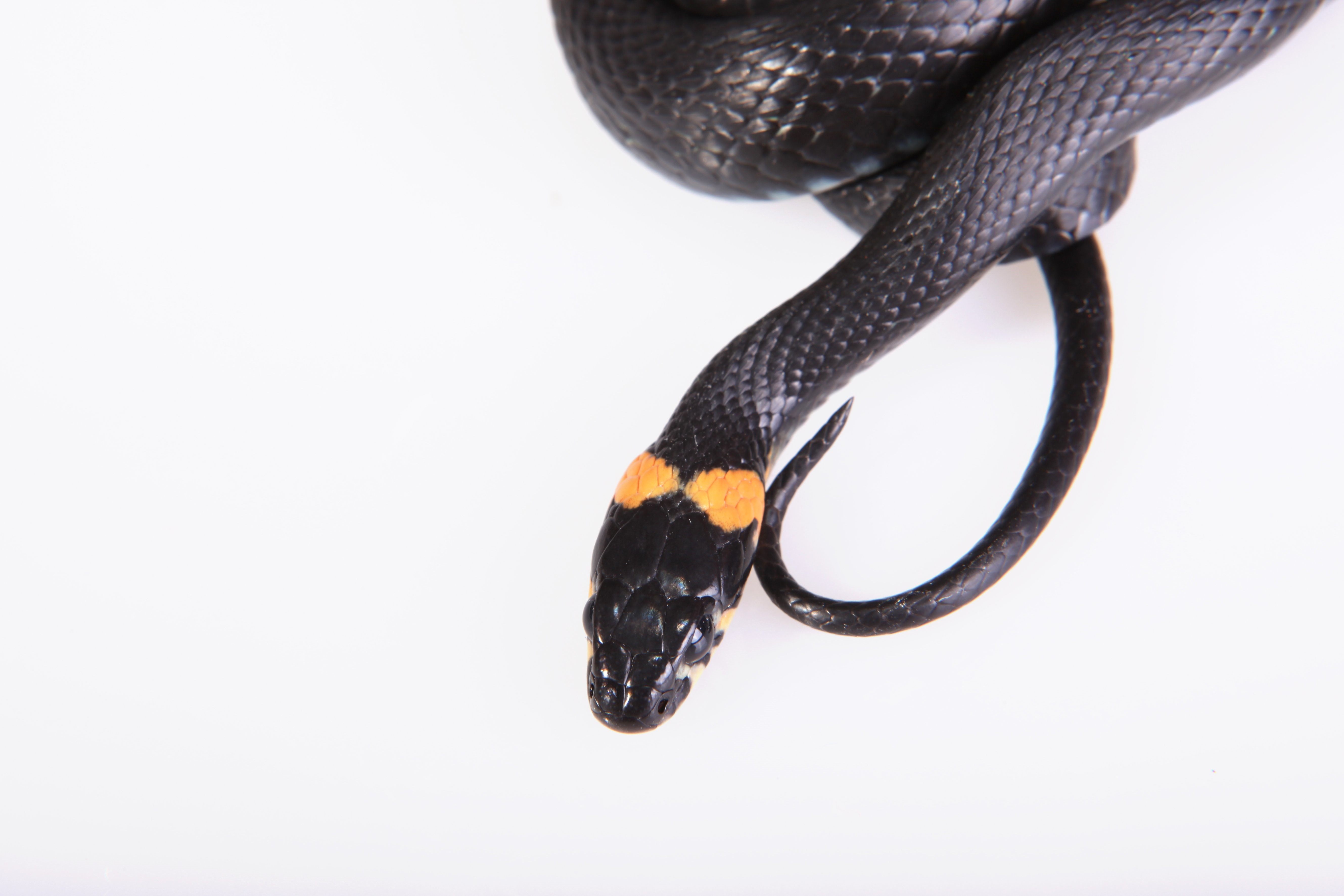 Змея с оранжевыми пятнами на голове фото