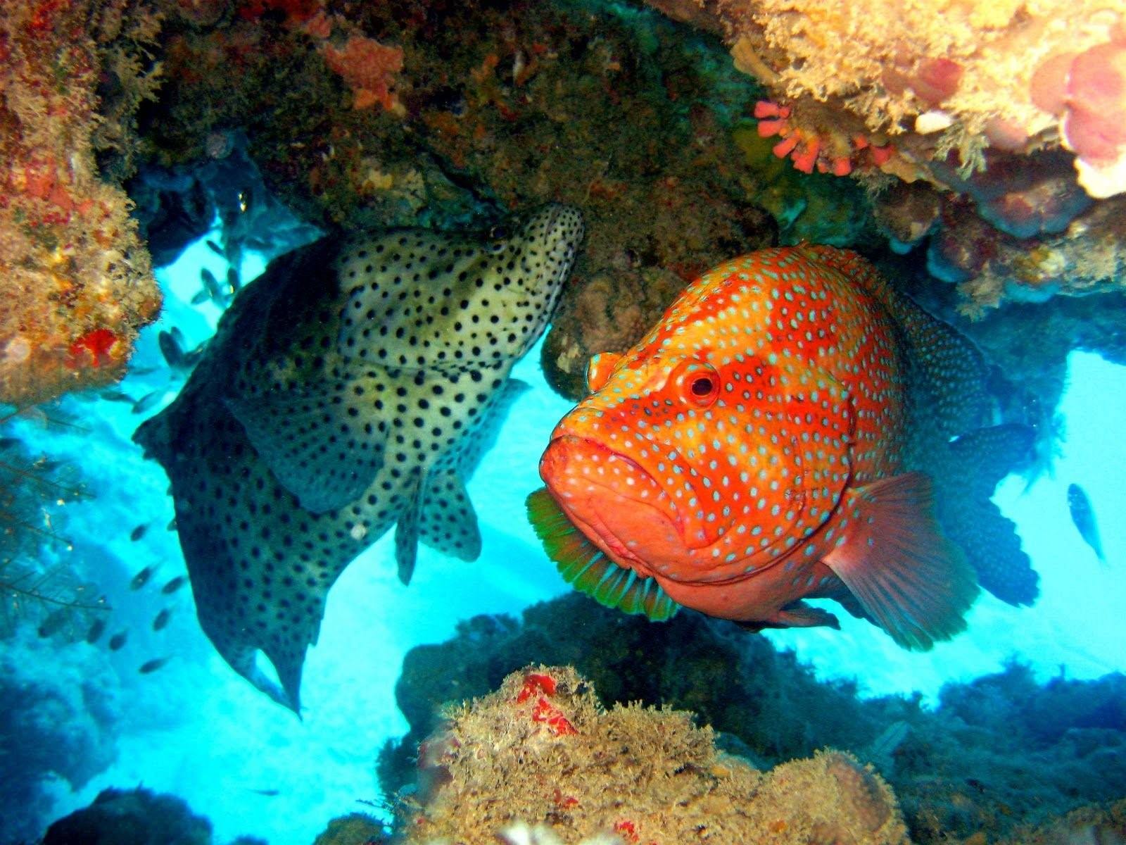 Коралловые обитатели. Большой Барьерный риф рыбы. Обитатели большого барьерного рифа в Австралии. Коралловый риф Австралия рыбы. Большой Барьерный риф Австралия рыбы.