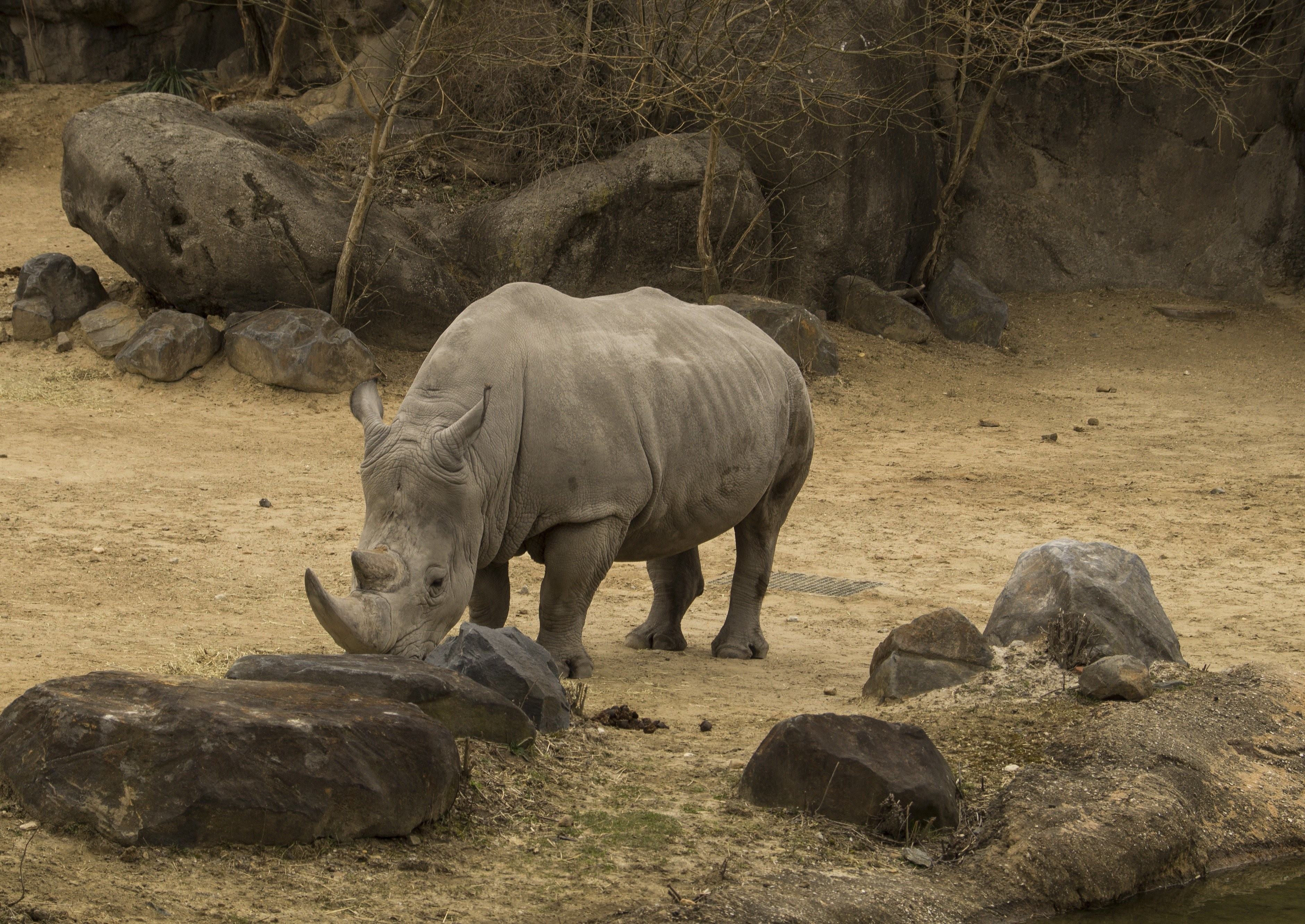 Носорог природная зона. Носорог. Стадо Носорогов. Носороги в дикой природе. Дикие животные носорог.