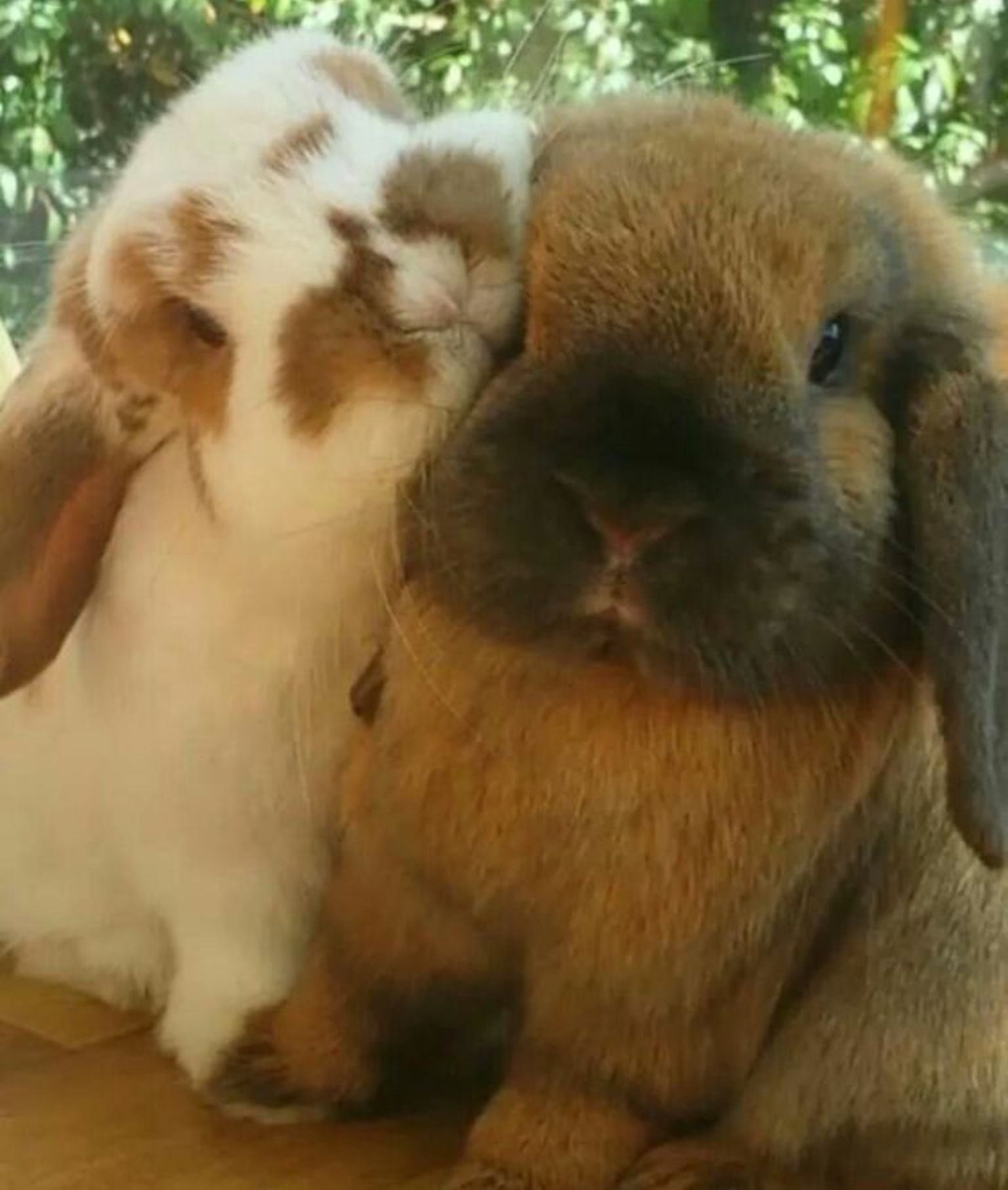 Зайка целует. Влюбленные кролики. Любовь животных. Кролик обнимает. Зайки обнимаются.