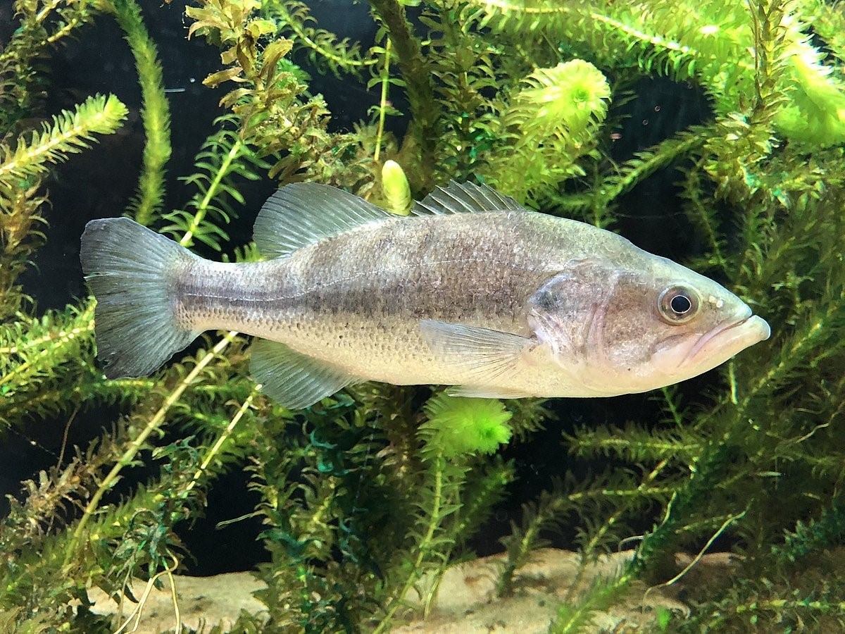 Рыба семейства фото. Micropterus salmoides. Обыкновенный ёрш Gymnocephalus cernuus. Большеротый окунь. Haplopus Micropterus.