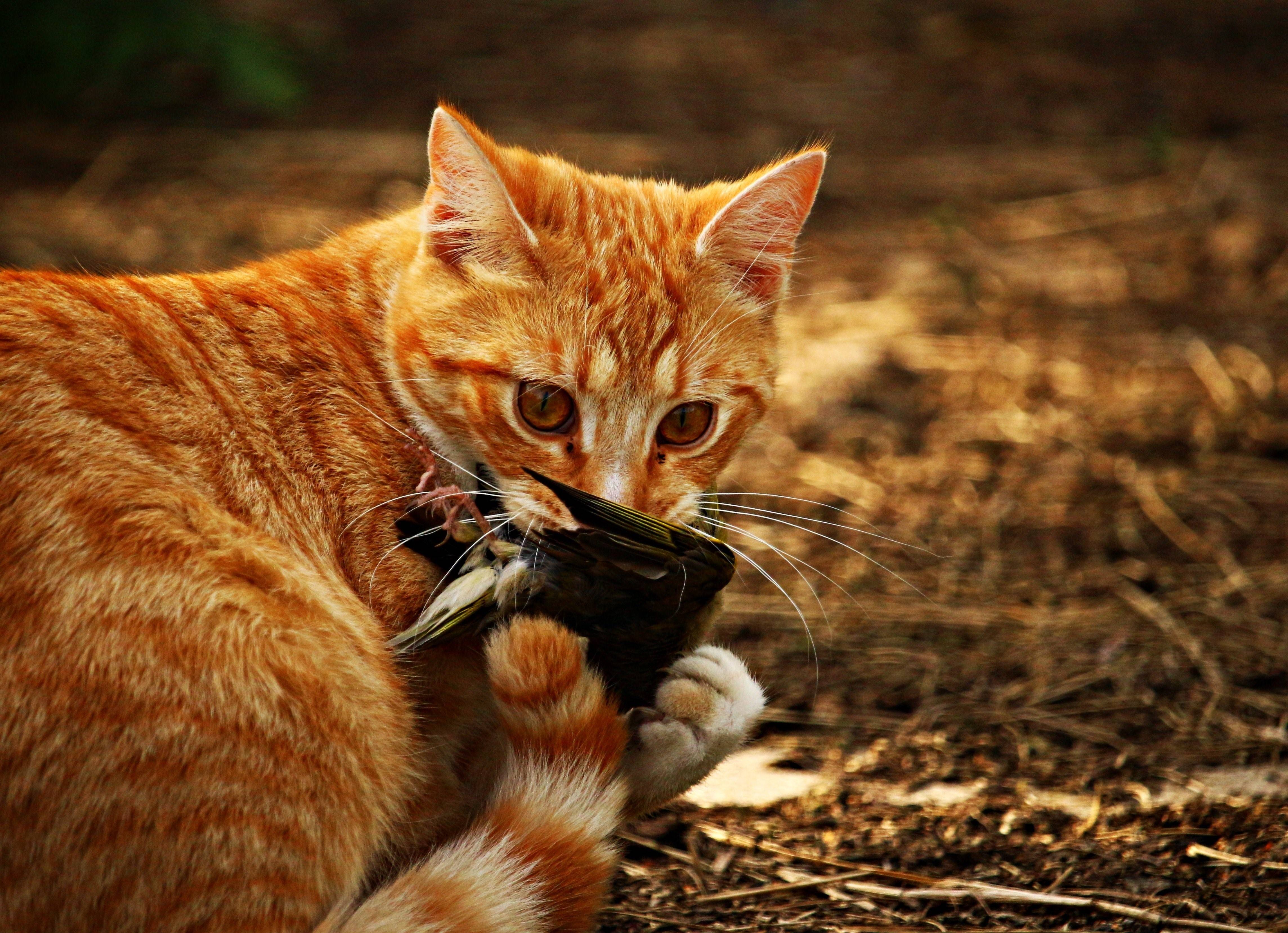 Рыжая полосатая кошка. Тигровый макрелевый табби рыжий. Рыжие коты. Рыжий котик. Огненно рыжая кошка.