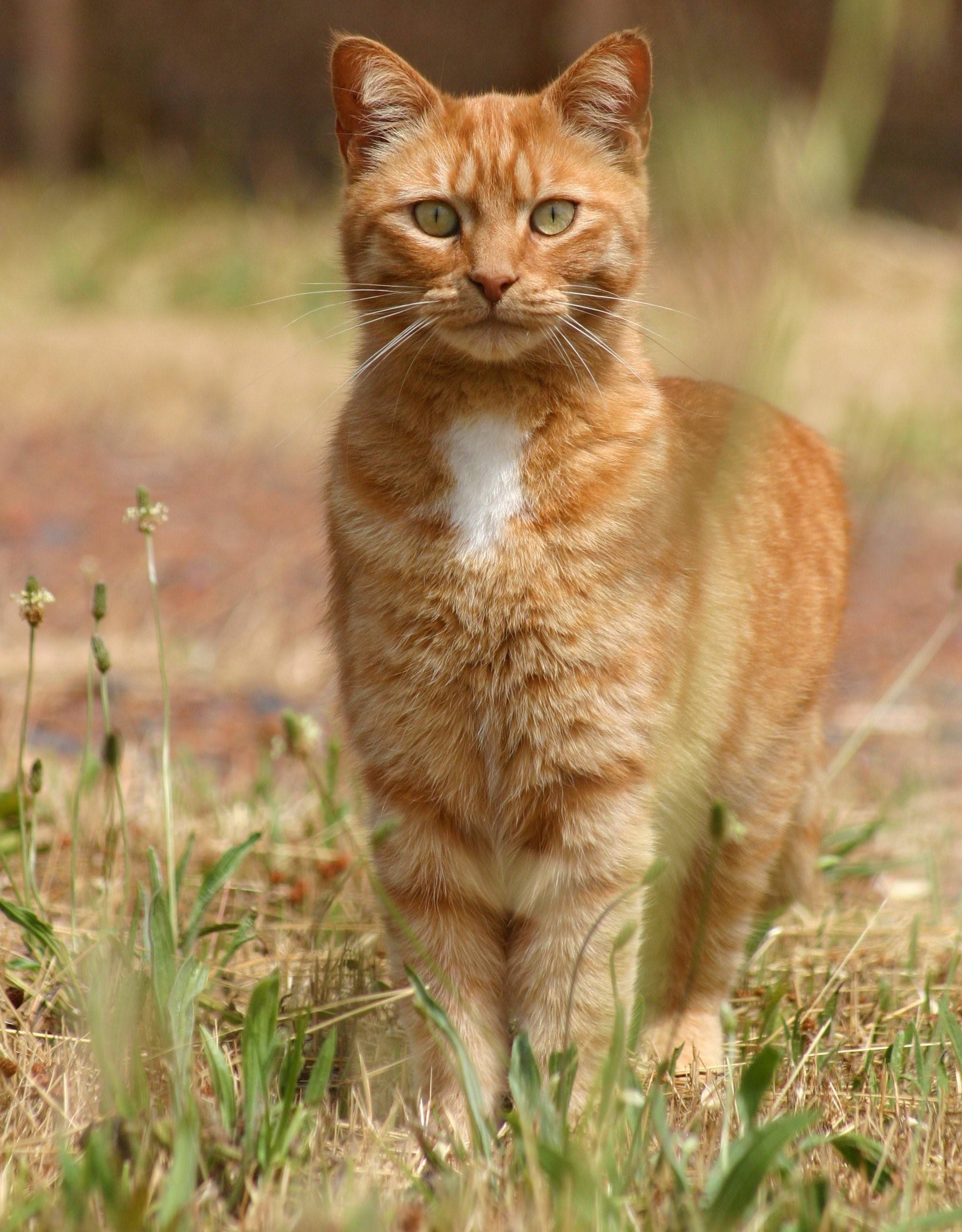 Фото кошек рыжих кошек