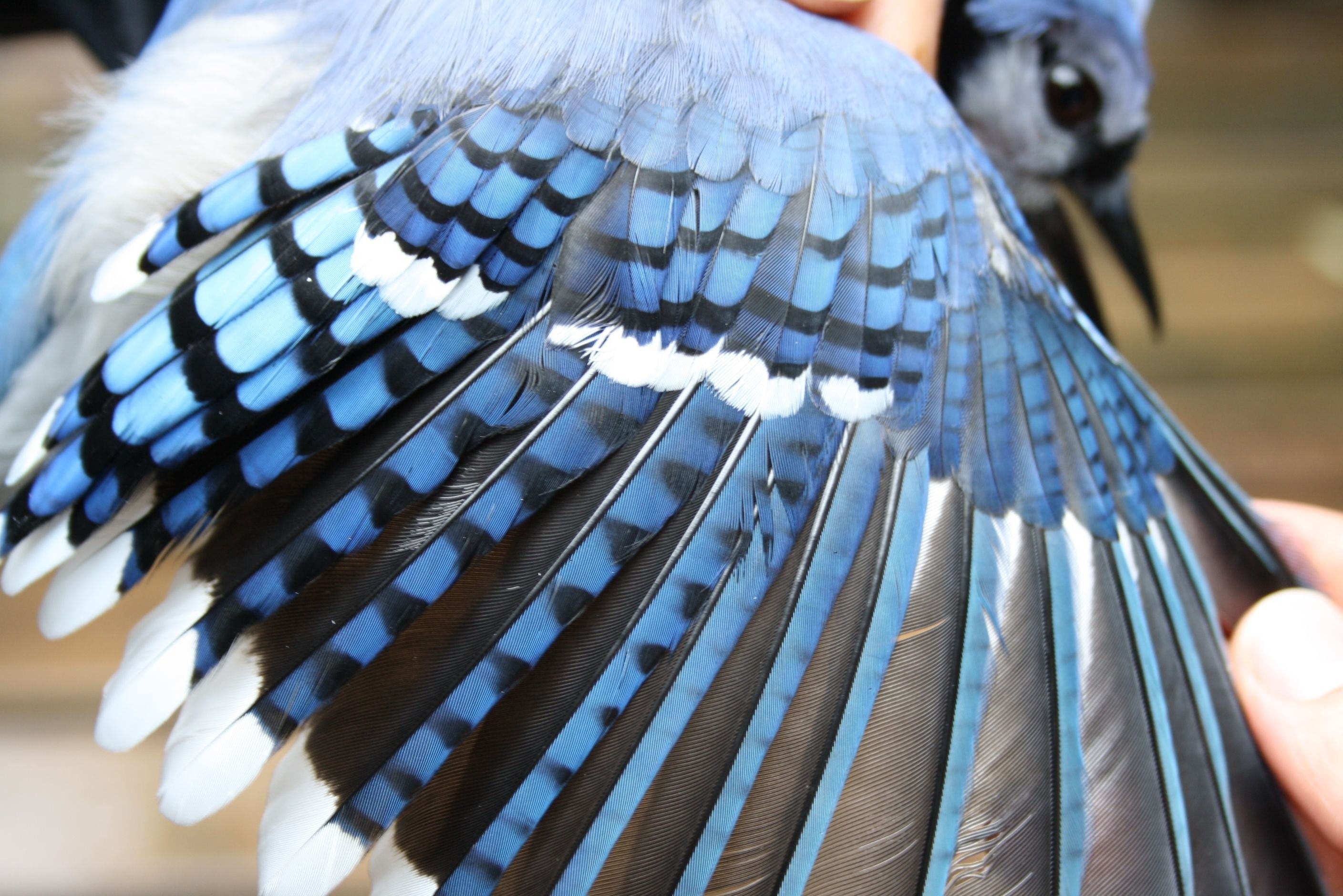 Стали птицы на крыло. «Голубые сойки». Голубая Сойка Крылья. Перо голубой сойки. Птичье крыло.