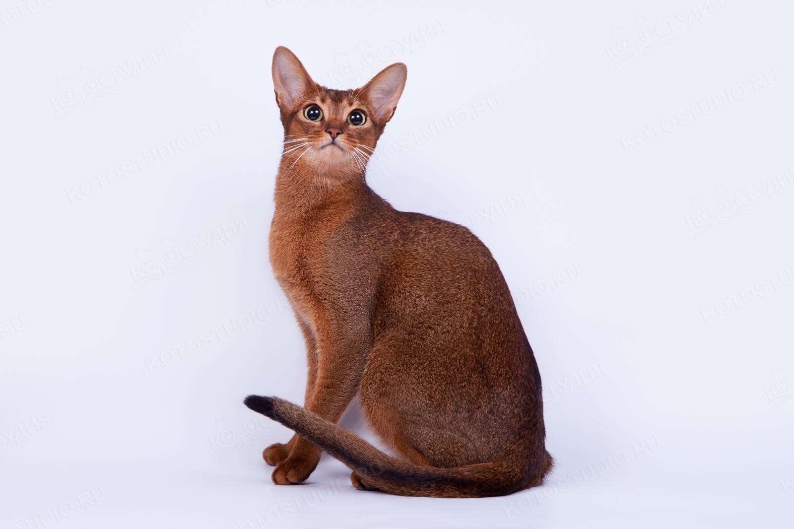Абиссинская кошка окрасы с фотографиями