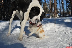 Алабай зимой