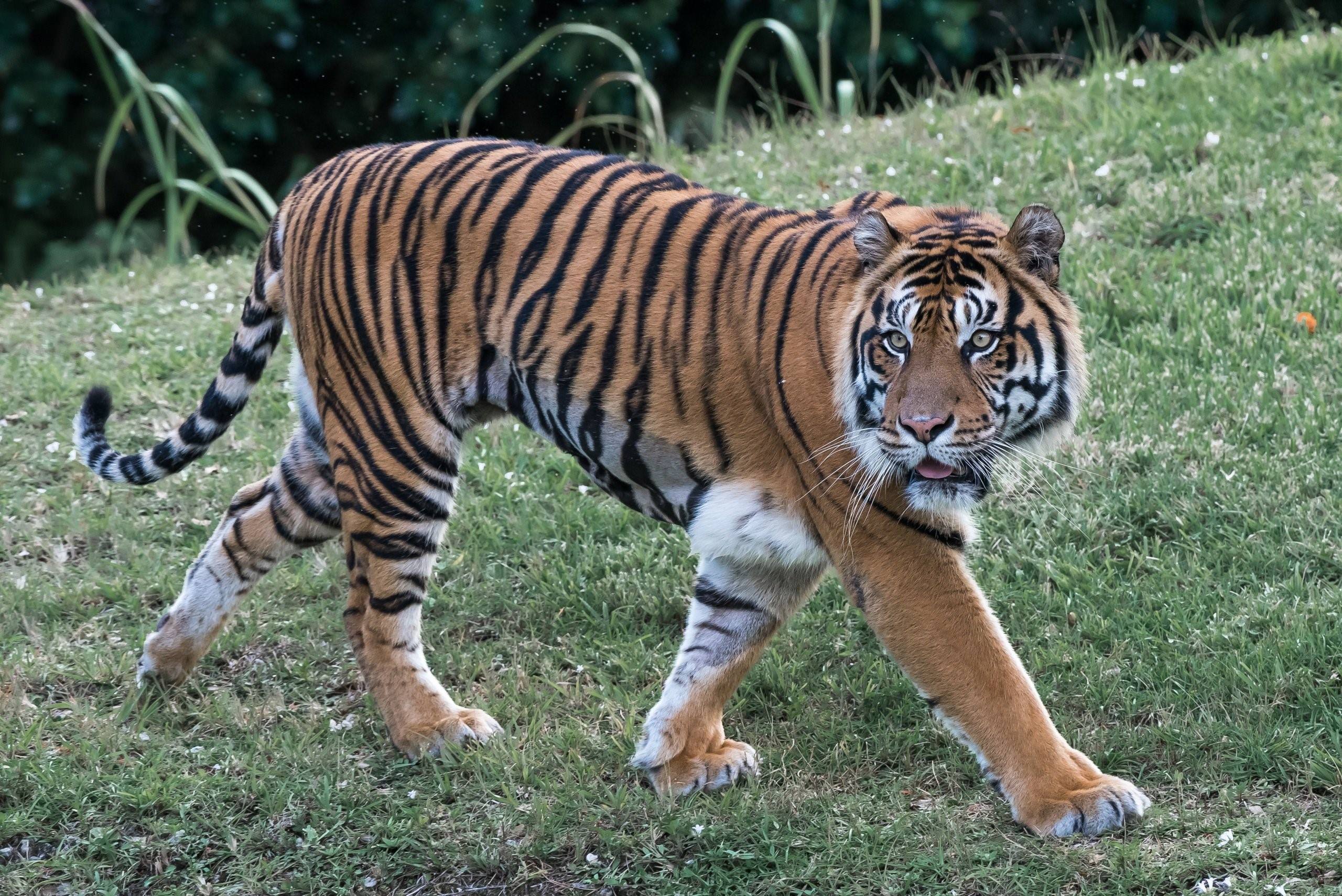 Амурский тигр распечатать фото