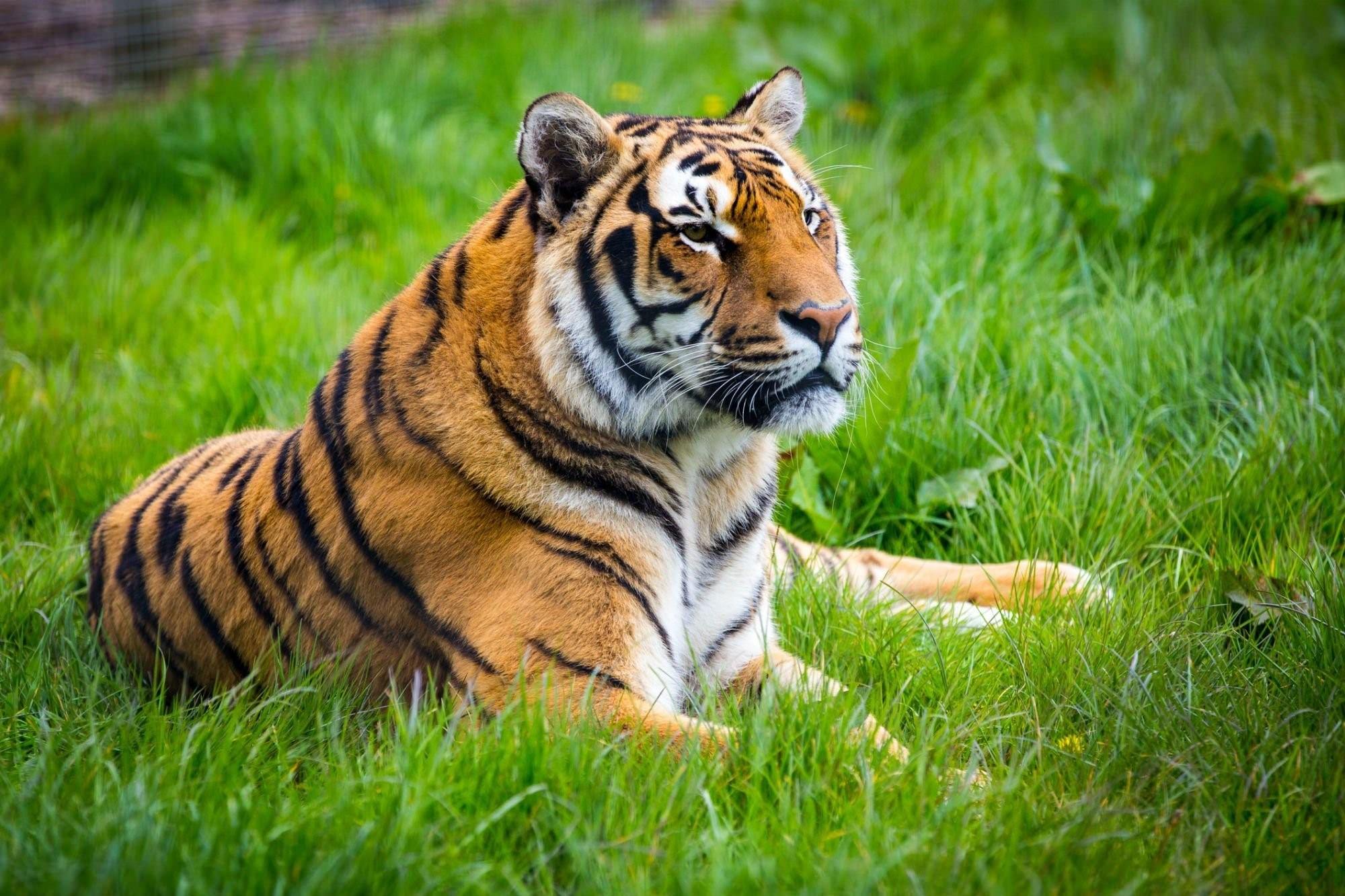 Покажи фотографии тигров