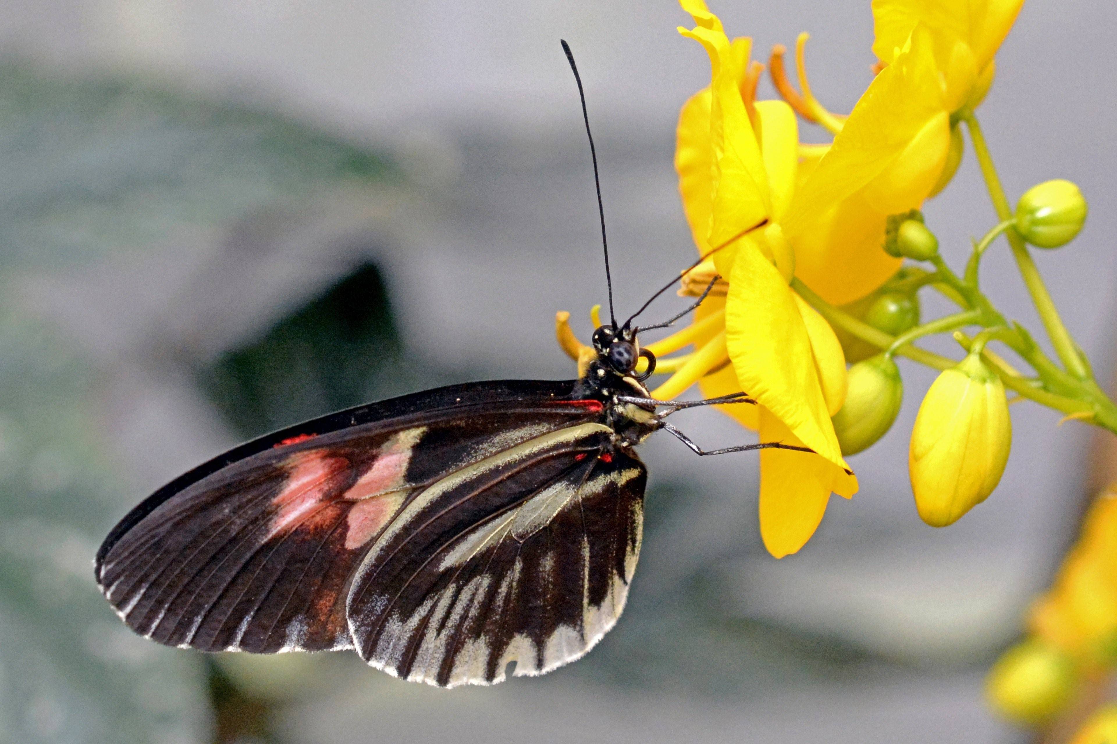 Привлекает опылителей. Насекомые опылители бабочка. Насекомые опылители цветочный Жук. Насекомые опылители мотылек. Бабочка Sphinx Rusticus.