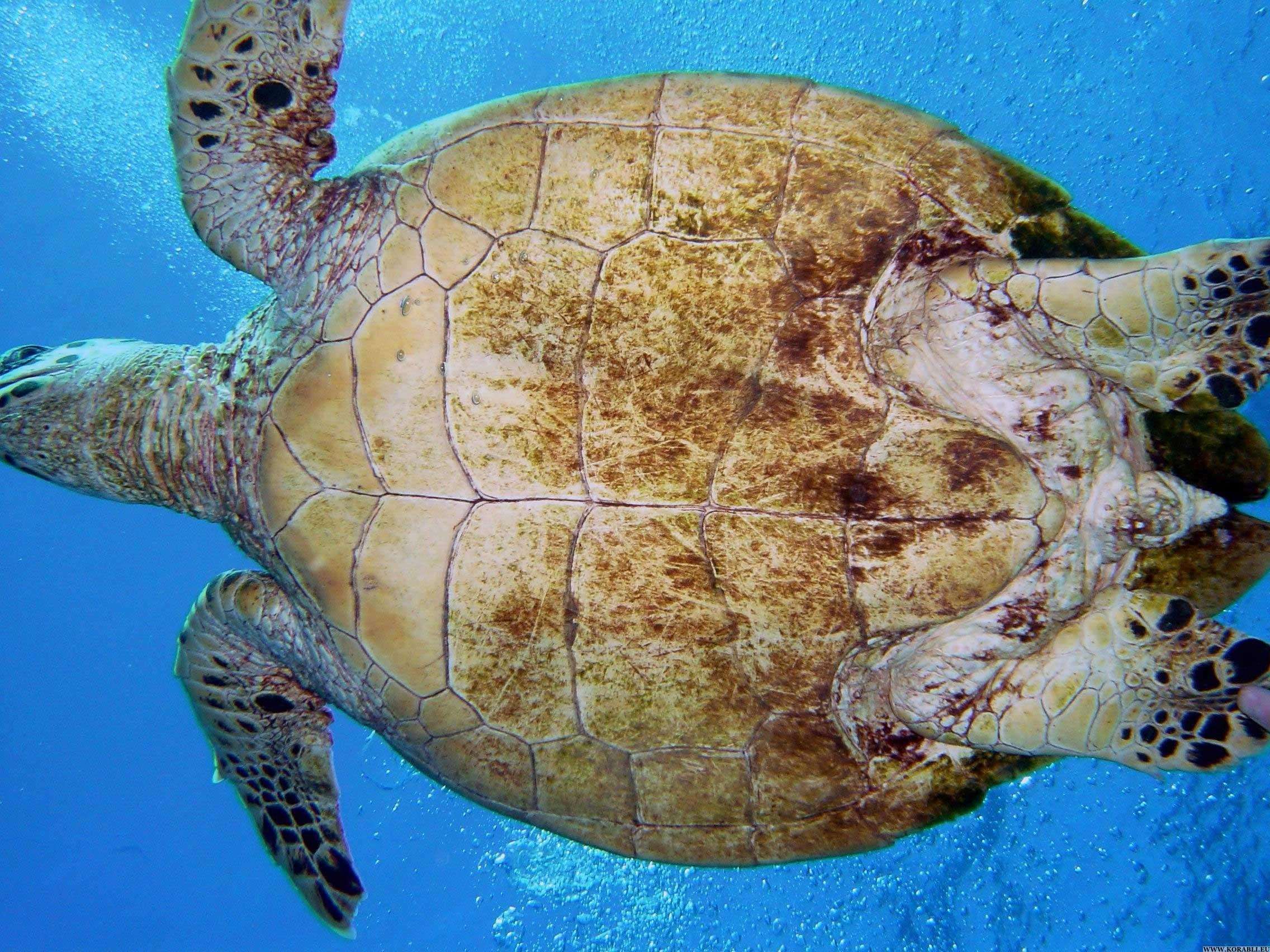Ласты черепахи. Черепаха бисса (Каретта). Черепаха бисса панцирь. Карапакса морской черепахи.