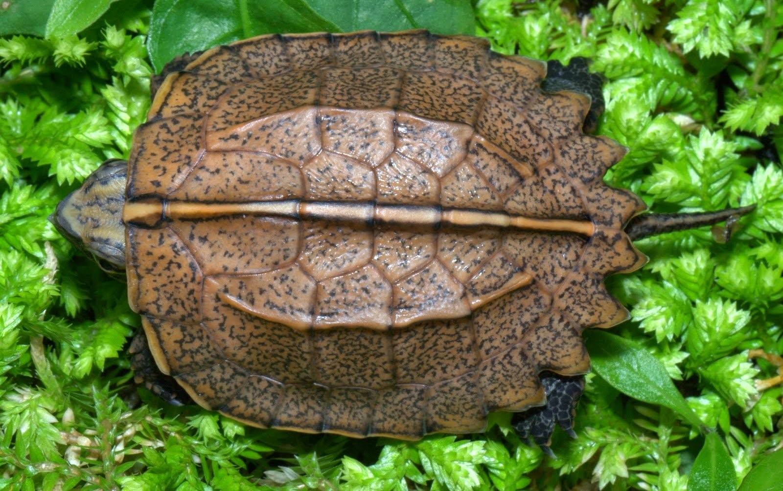 Шипастая черепаха фото