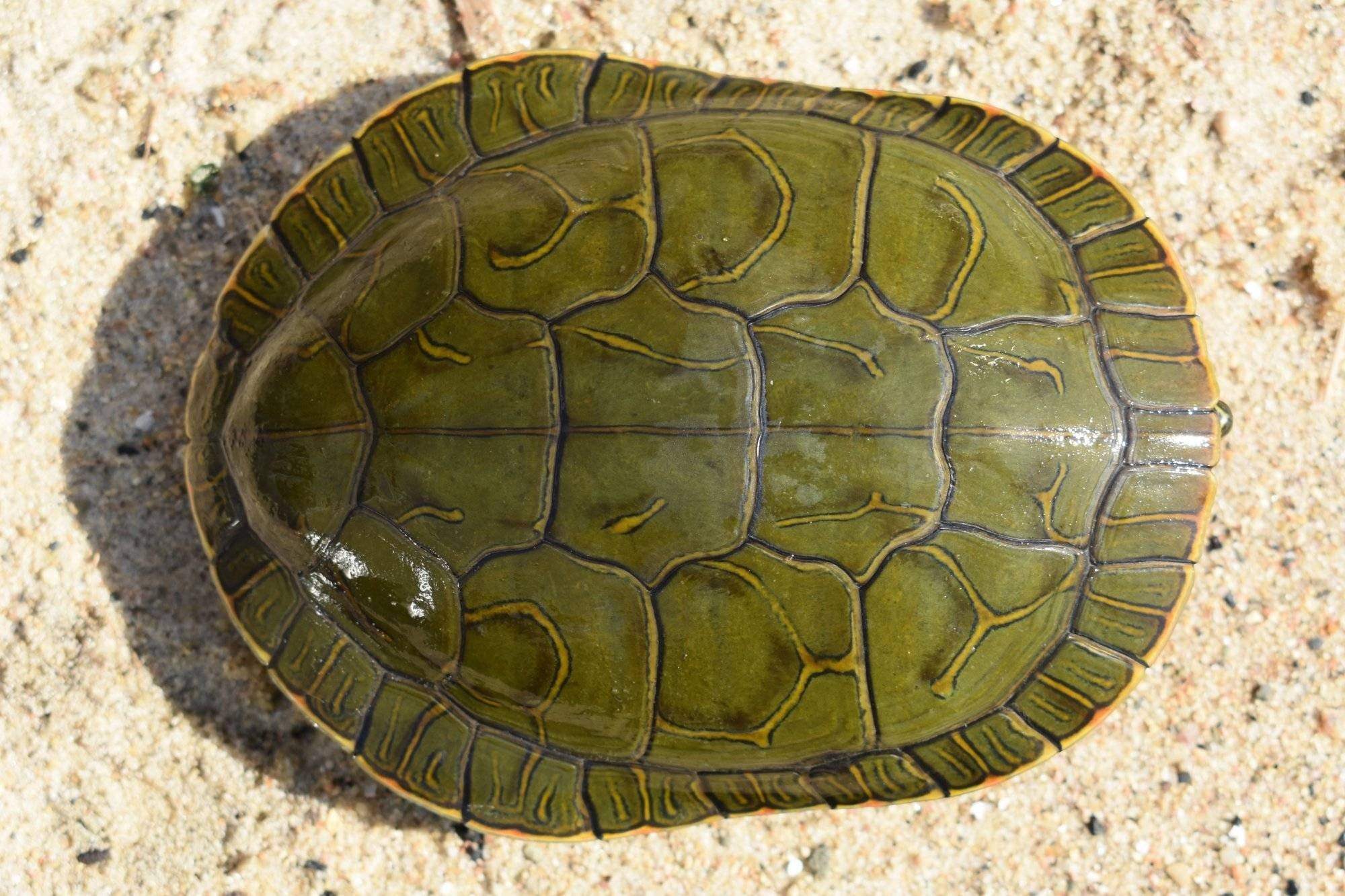 Turtle shell. Карапакс у черепахи что это. Панцирь Черепашки. Панцирь черепахи карапакс. Карапакс и пластрон.