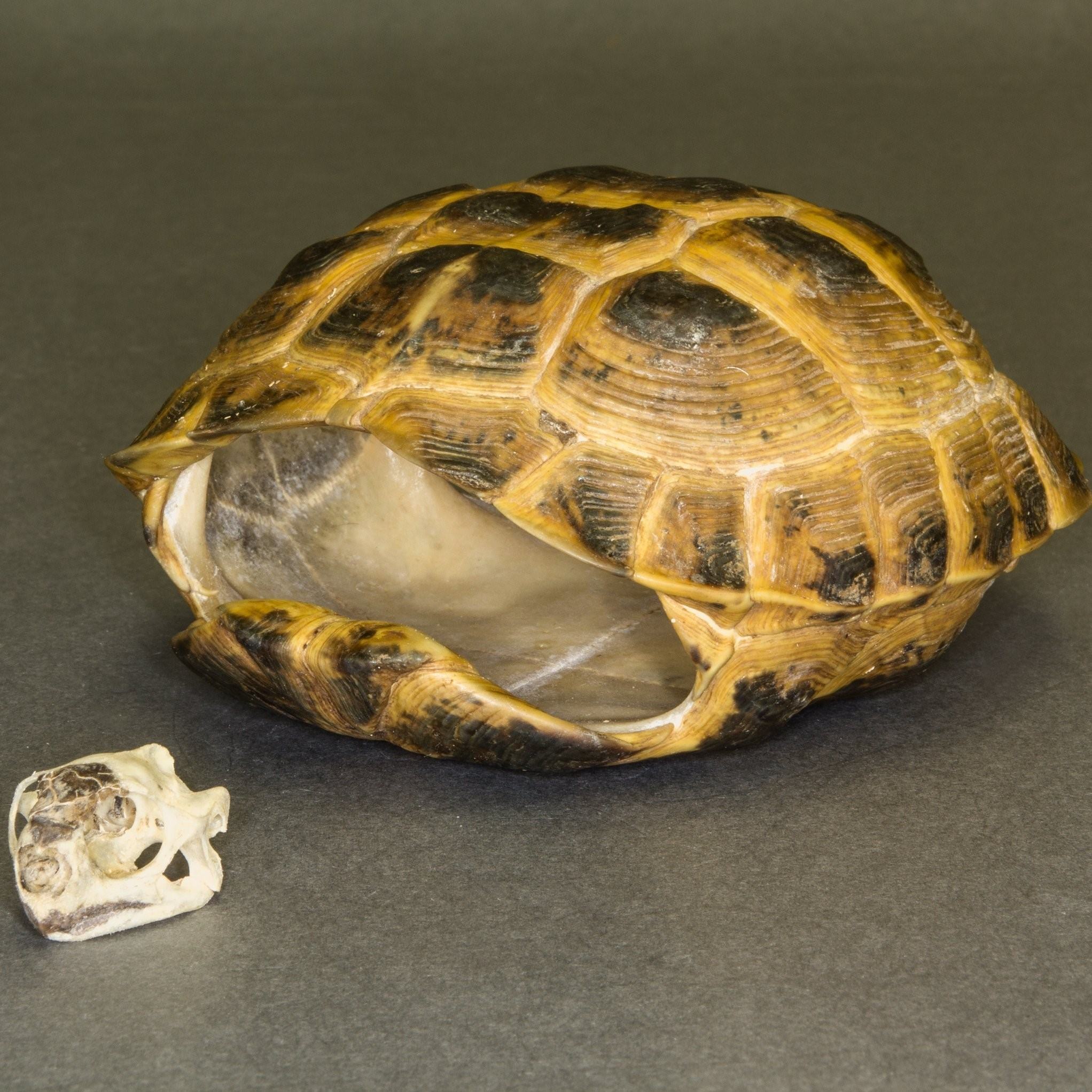 Turtle shell. Среднеазиатская черепаха панцирь. Панцирь сухопутной черепахи. Панцирь черепахи карапакс. Карапакс и пластрон.