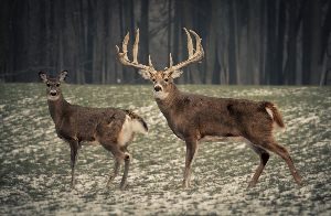 Самка северного оленя