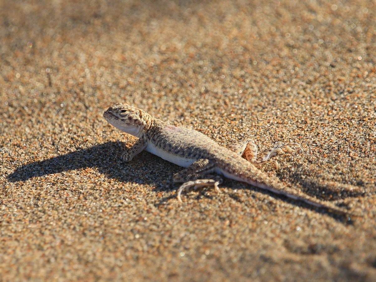 Ящерица в песке. Песчаная круглоголовка Phrynocephalus interscapularis. Агама круглоголовка. Песчаная агама. Агама пестрая круглоголовка.