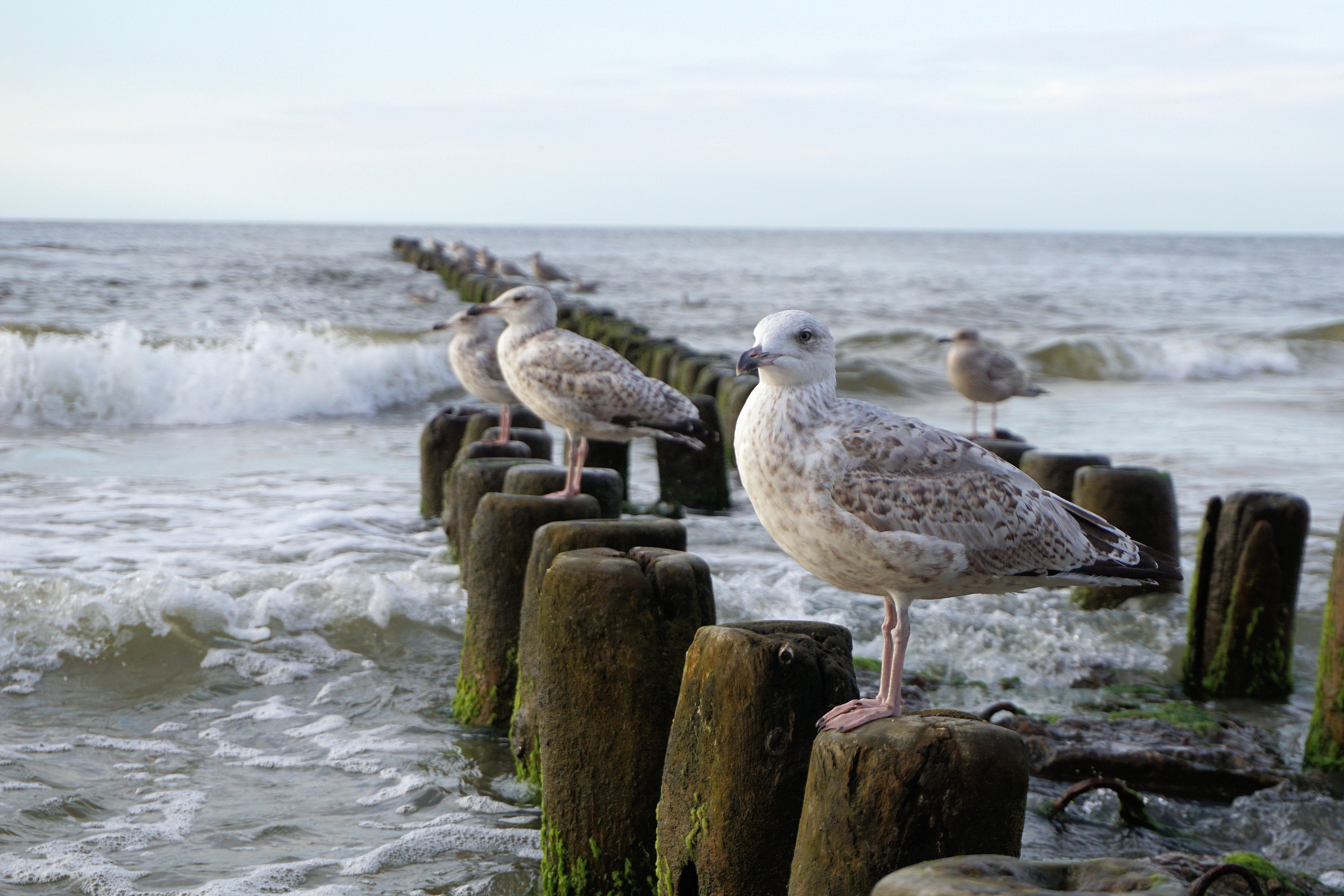 Птицы балтийского моря с фото и описанием