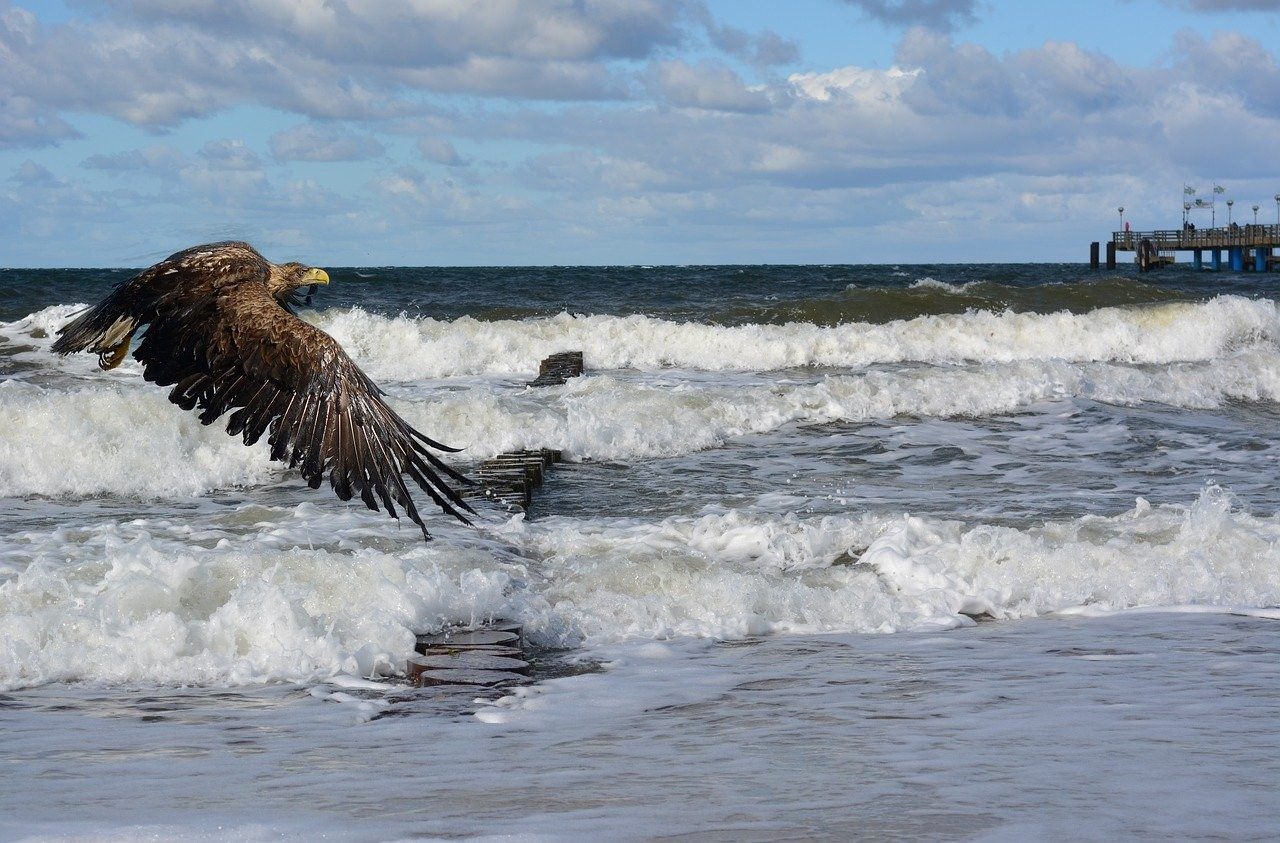 Птицы балтийского моря с фото и описанием