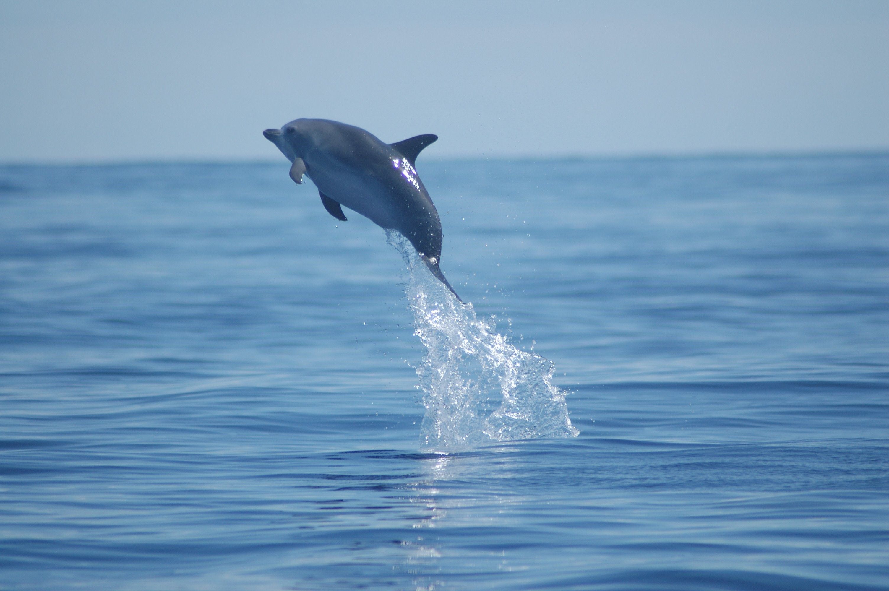 Дельфины уплывают в океан слушать. Дельфины. Дельфин в море. Дельфин в воде. Стая дельфинов.