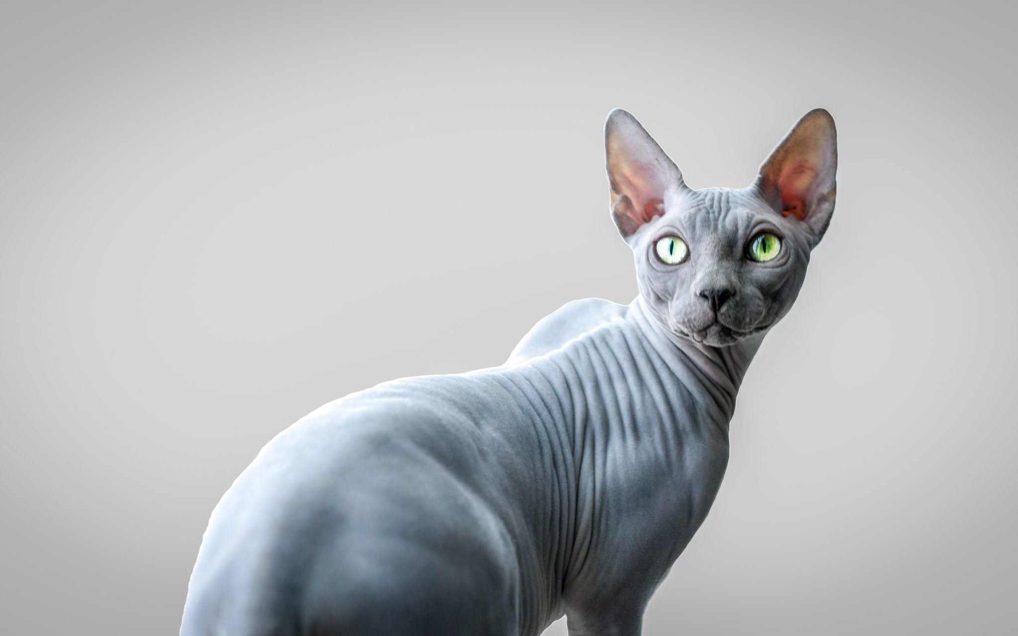 Кот сфинкс серый