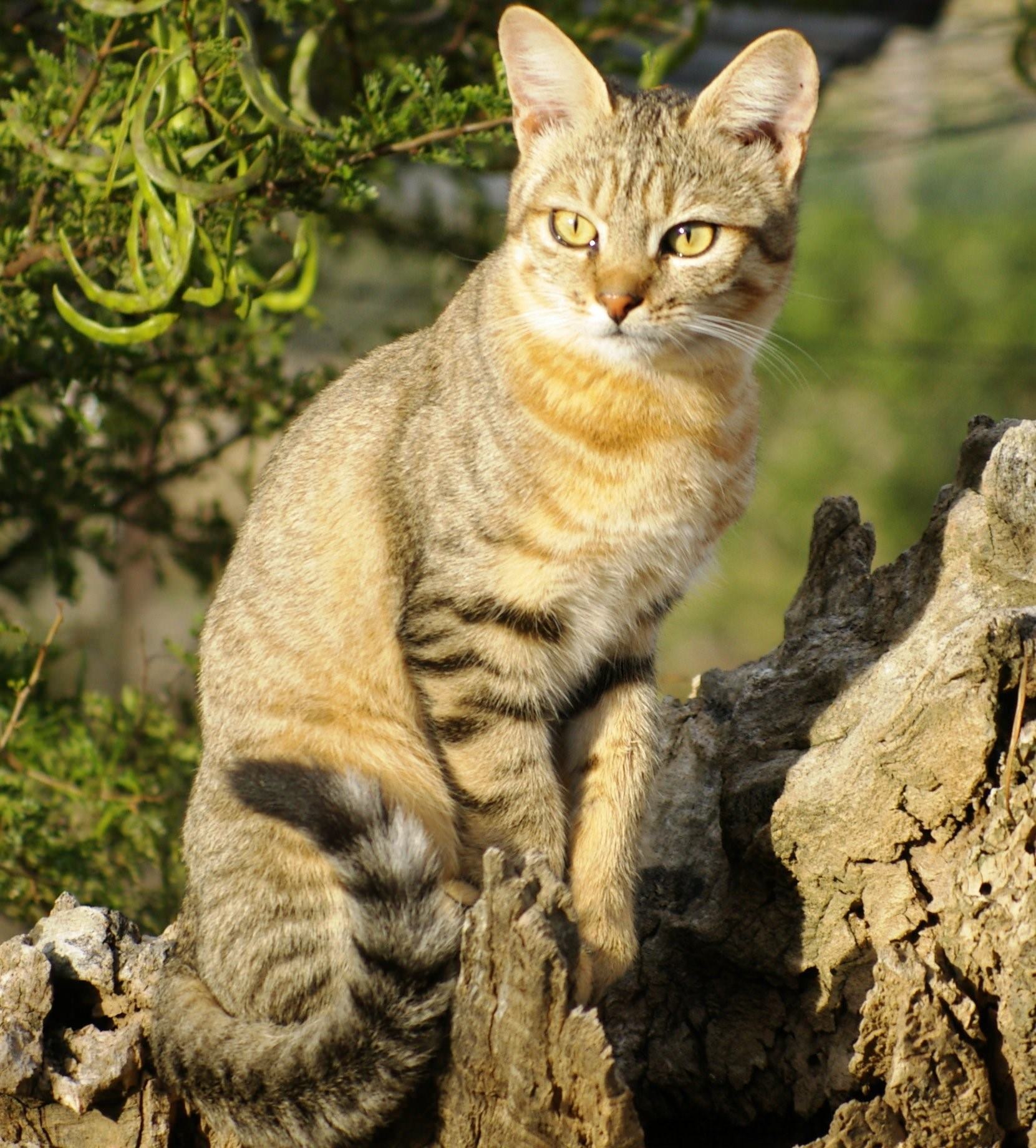 Степной кот Felis Silvestris lybica