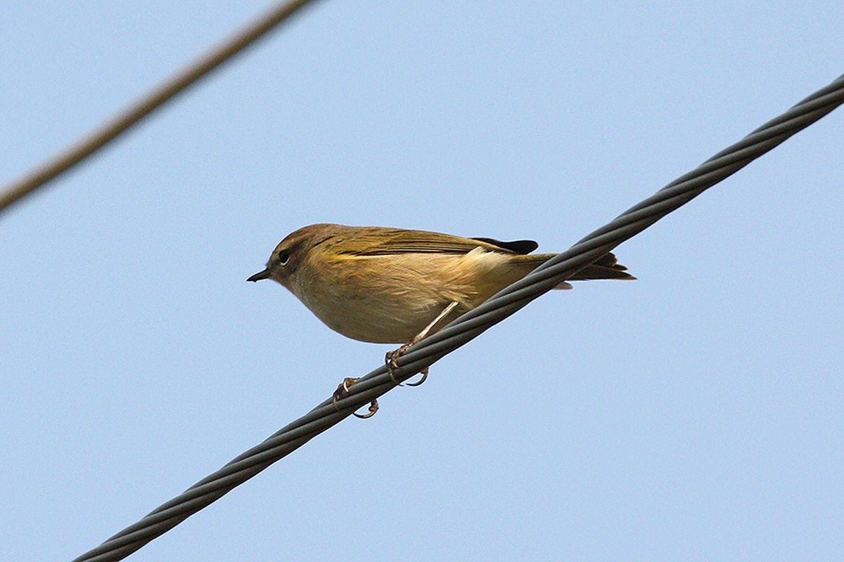 Мелкие птицы самарской области фото и названия